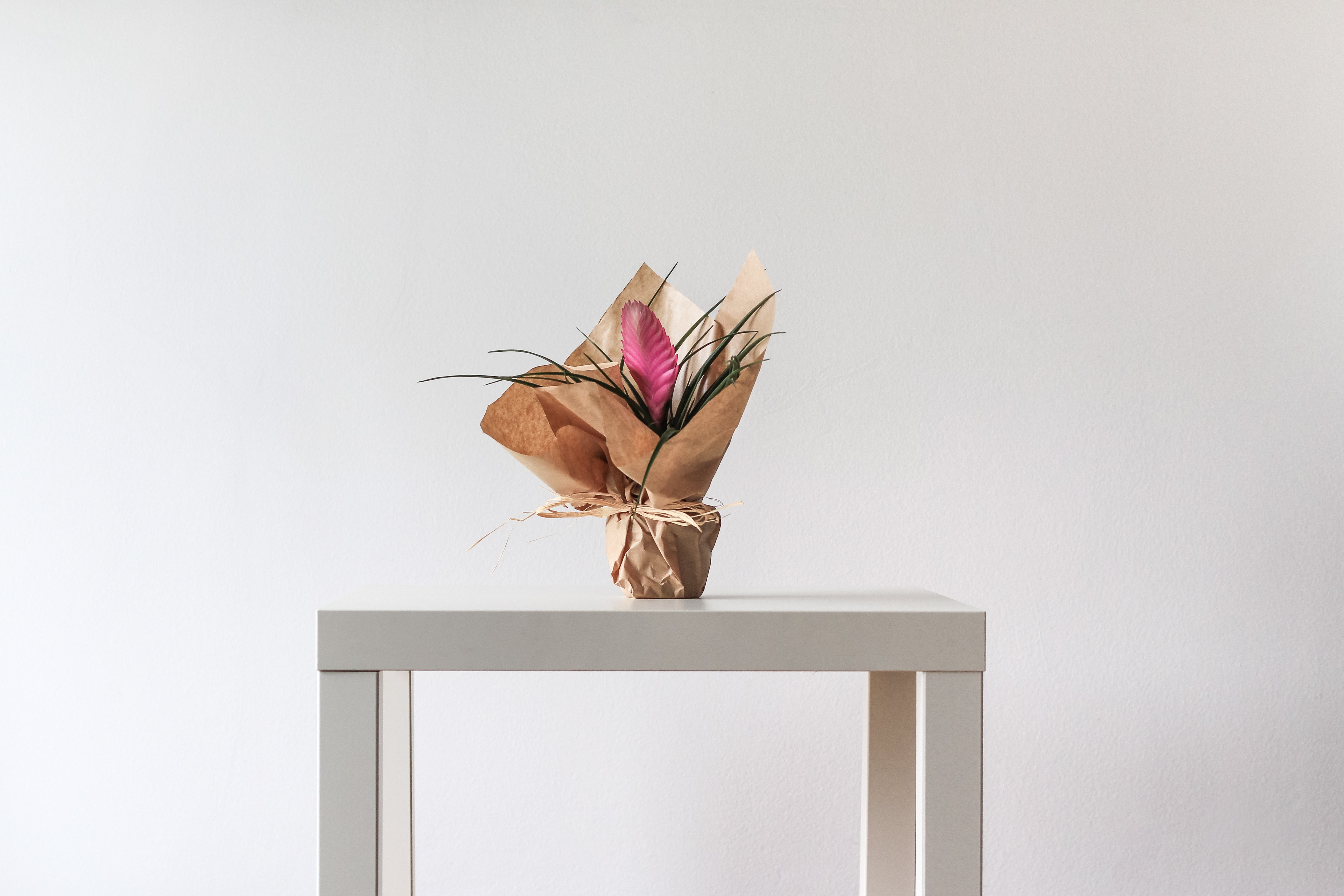 Pink Tillandsia Plant Wrapped in Brown Paper on White Table HD Wallpaper