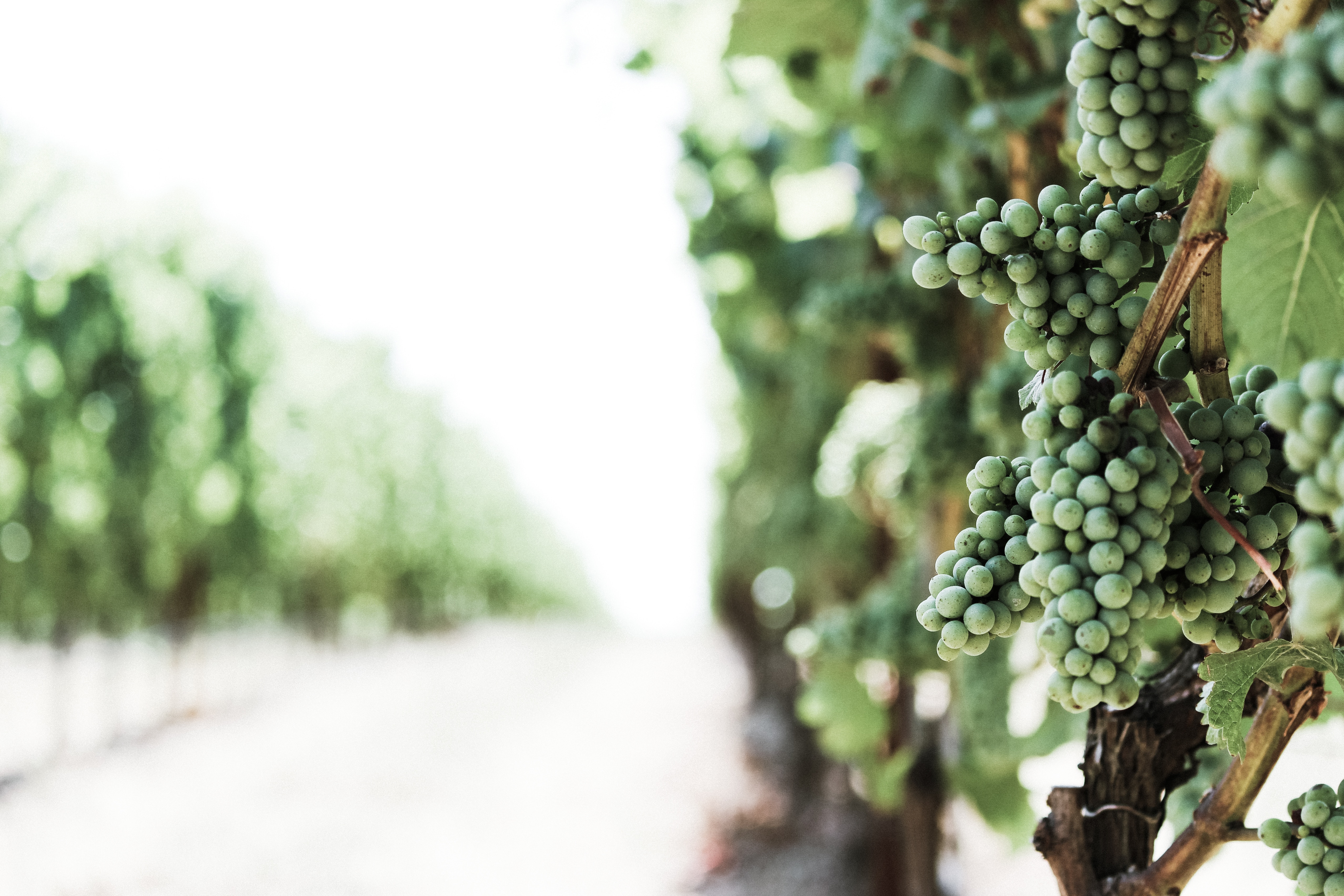 Green grapes on a vine in a vineyard HD Wallpaper