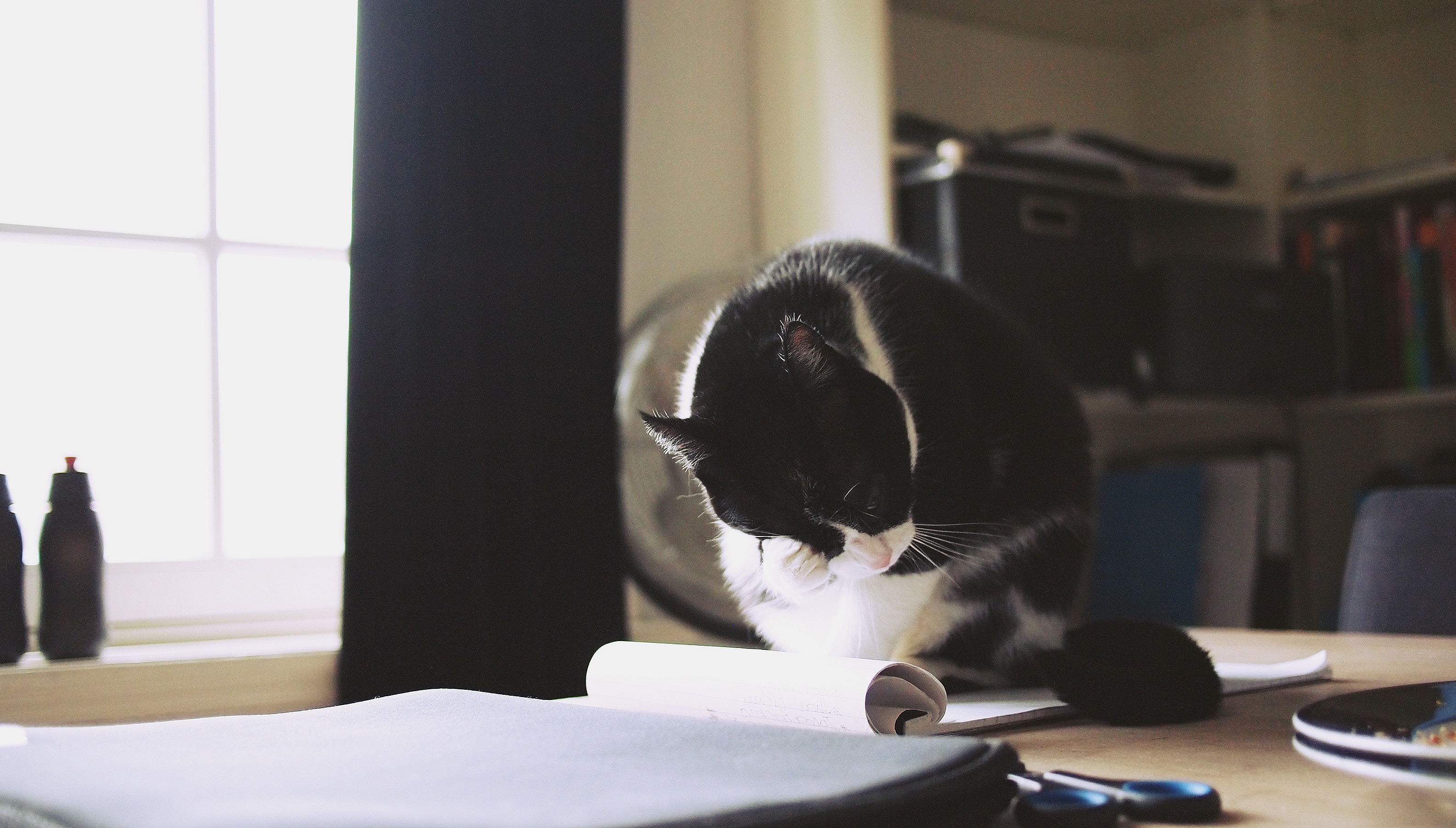 A black and white cat sits on a desk near a window HD Wallpaper