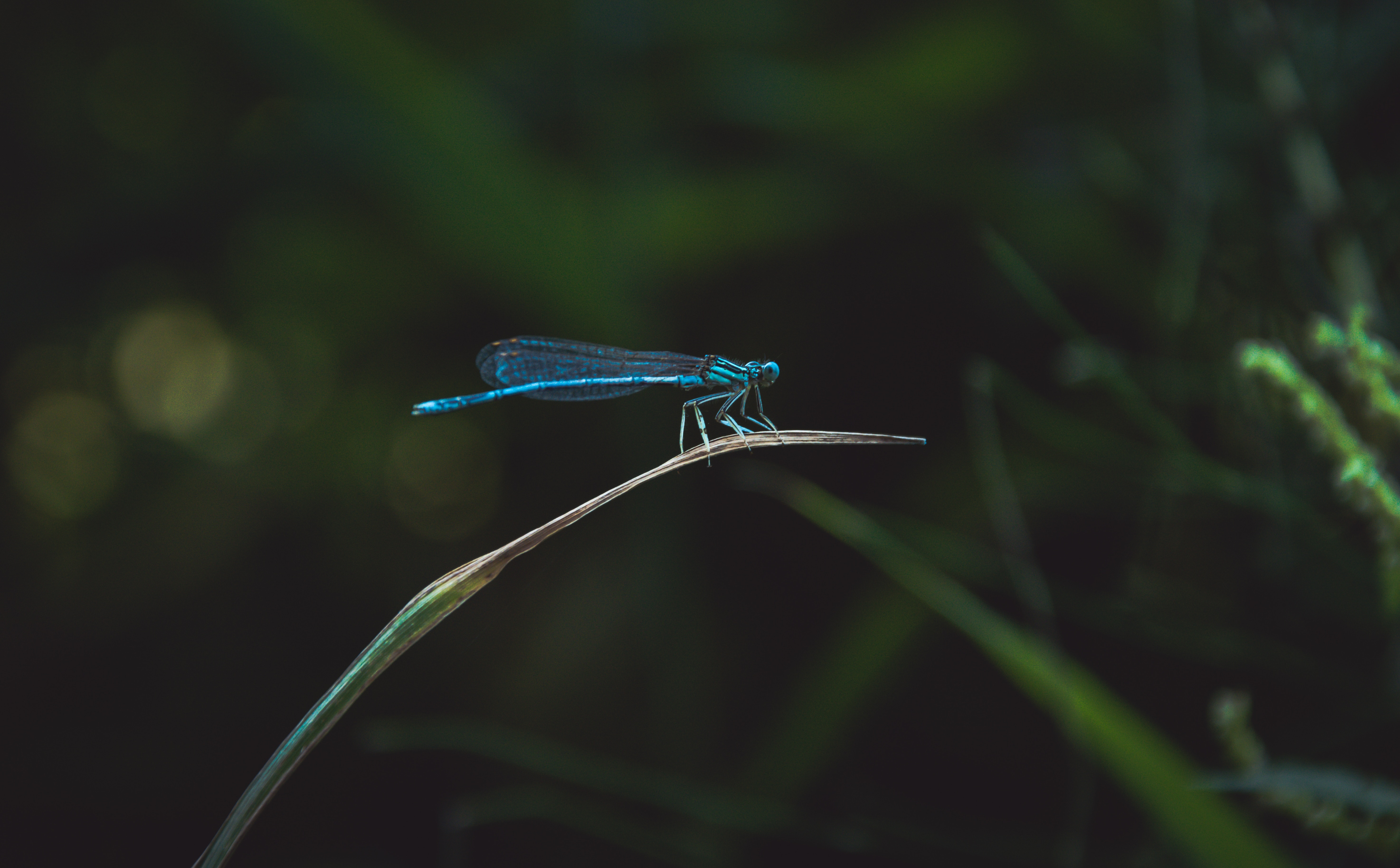 Blue dragonfly perched on a dry blade of grass HD Wallpaper