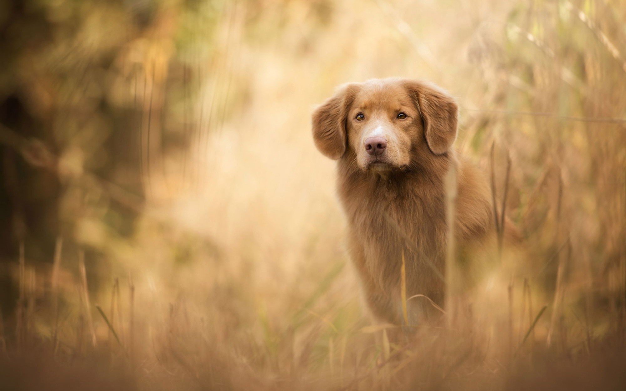 Nova Scotia Duck Tolling Retriever dog in tall grass HD Wallpaper