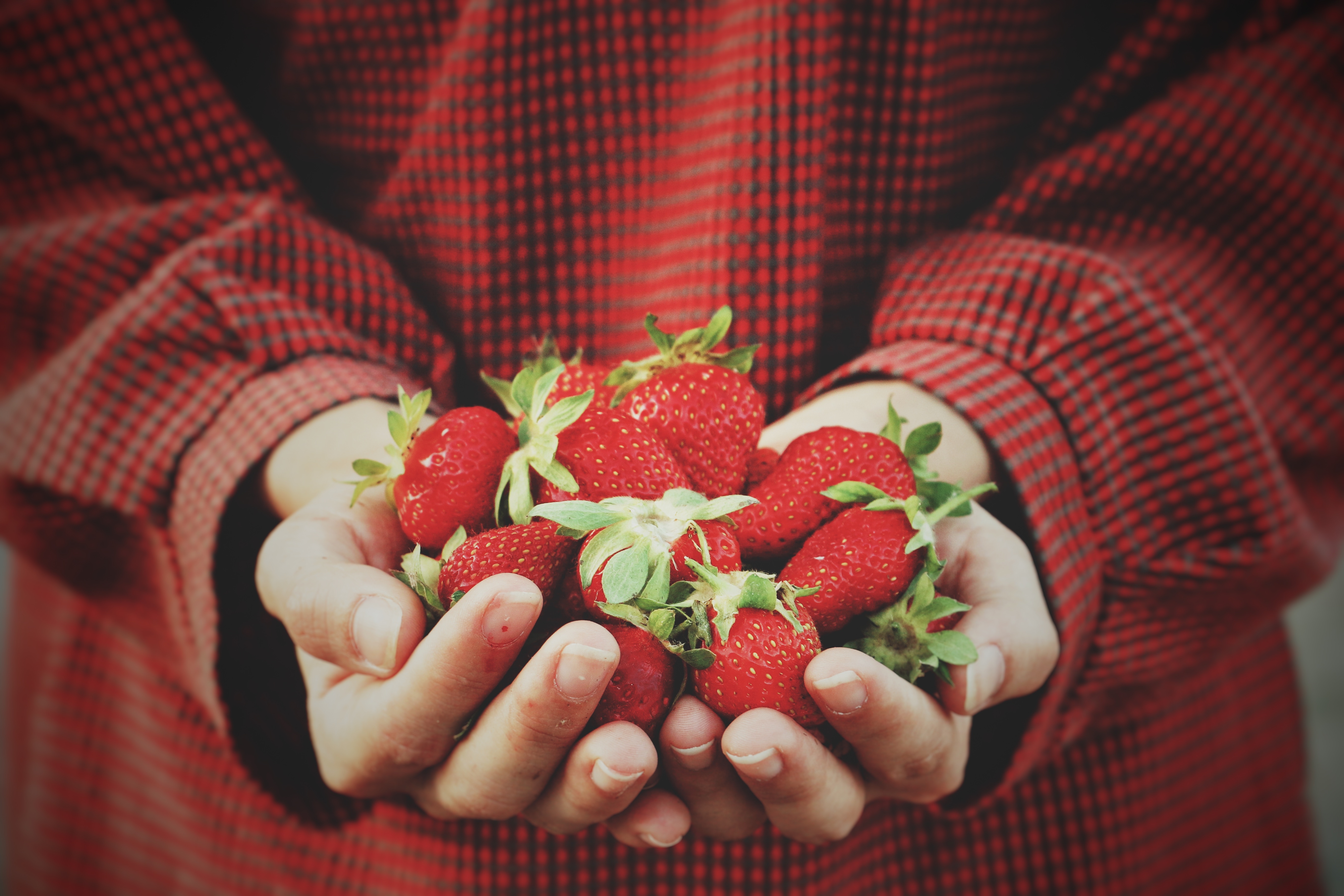 Hands holding fresh strawberries HD Wallpaper