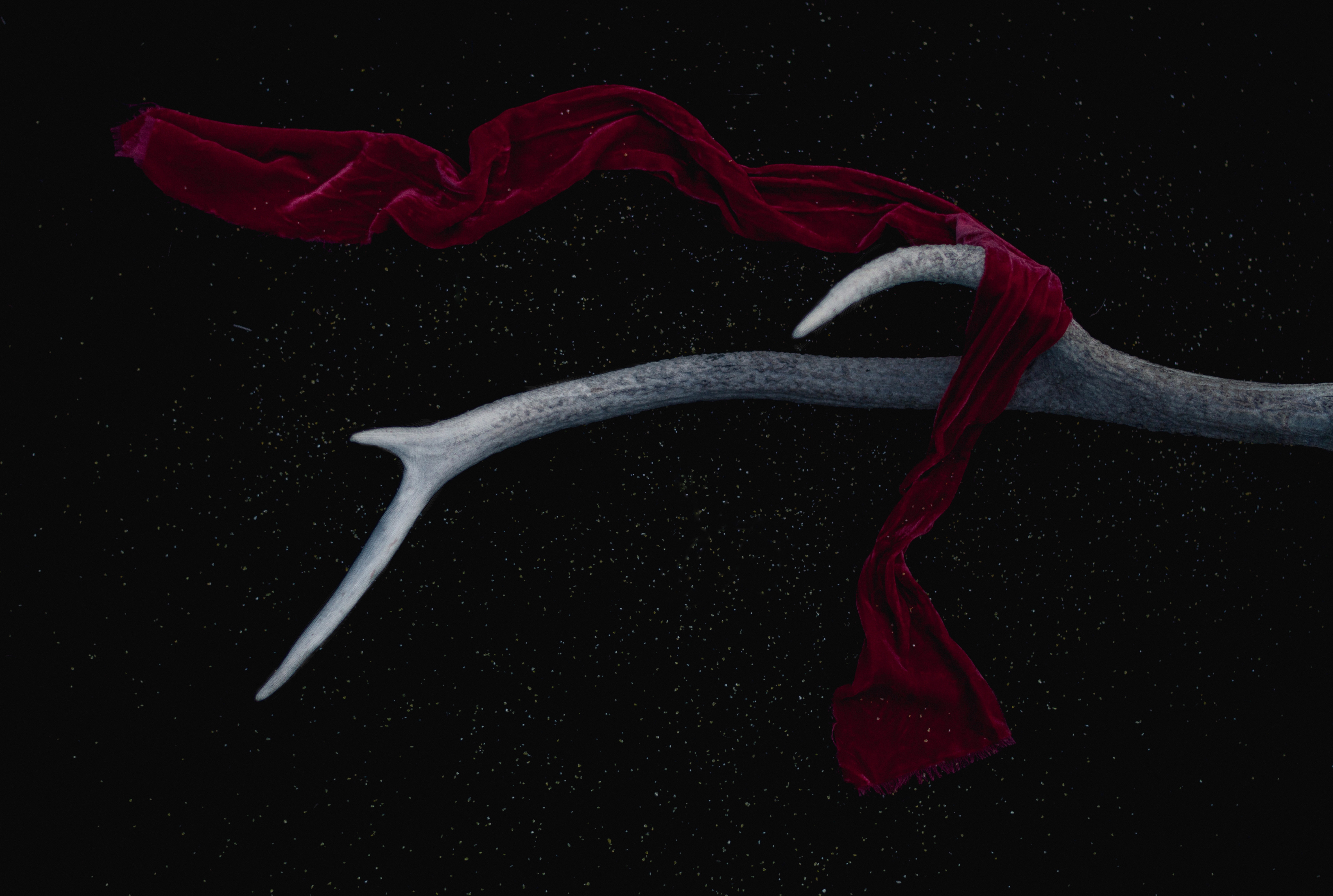 Antler with red velvet fabric against a dark background HD Wallpaper