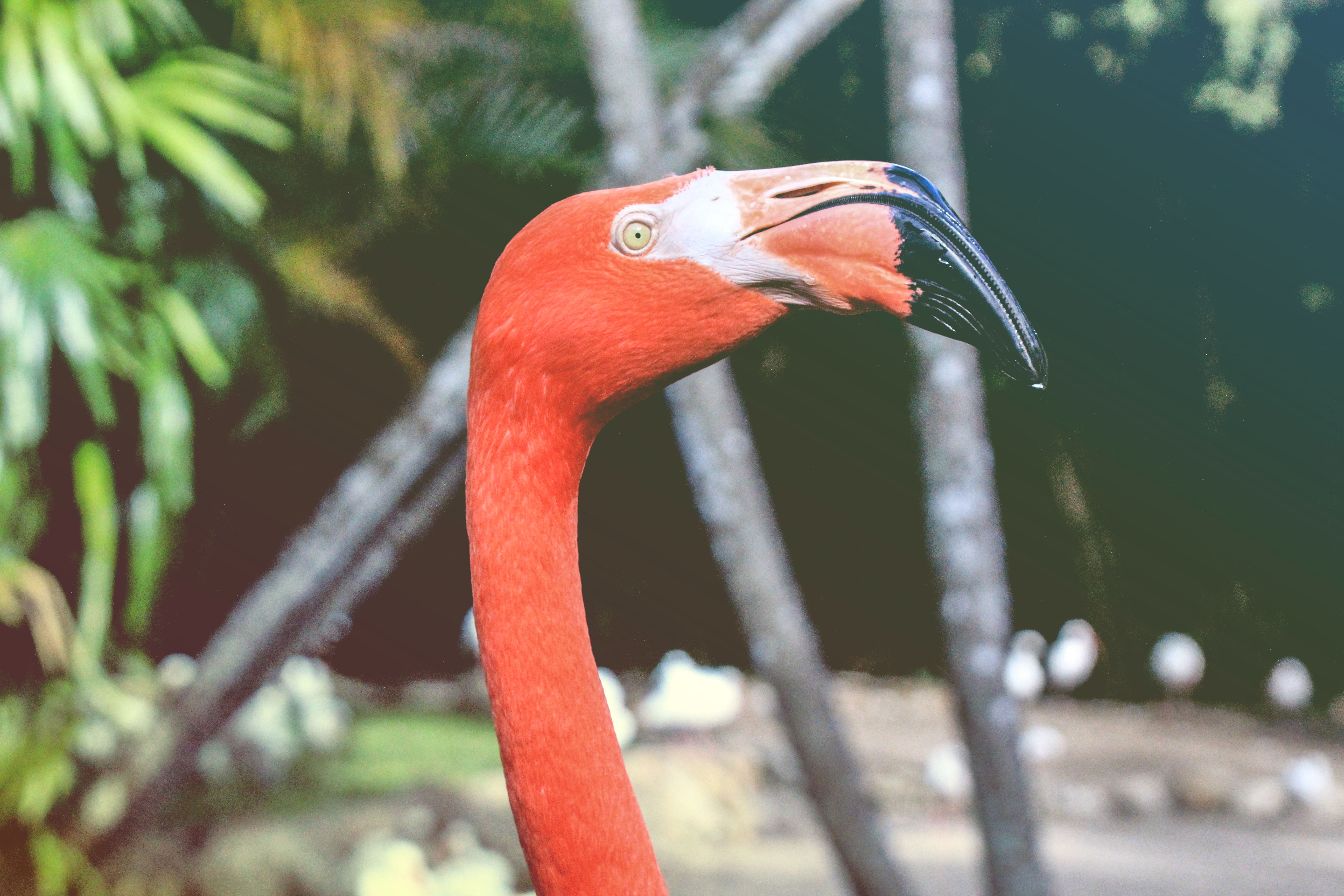 Close-up of a pink flamingo's head and neck HD Wallpaper