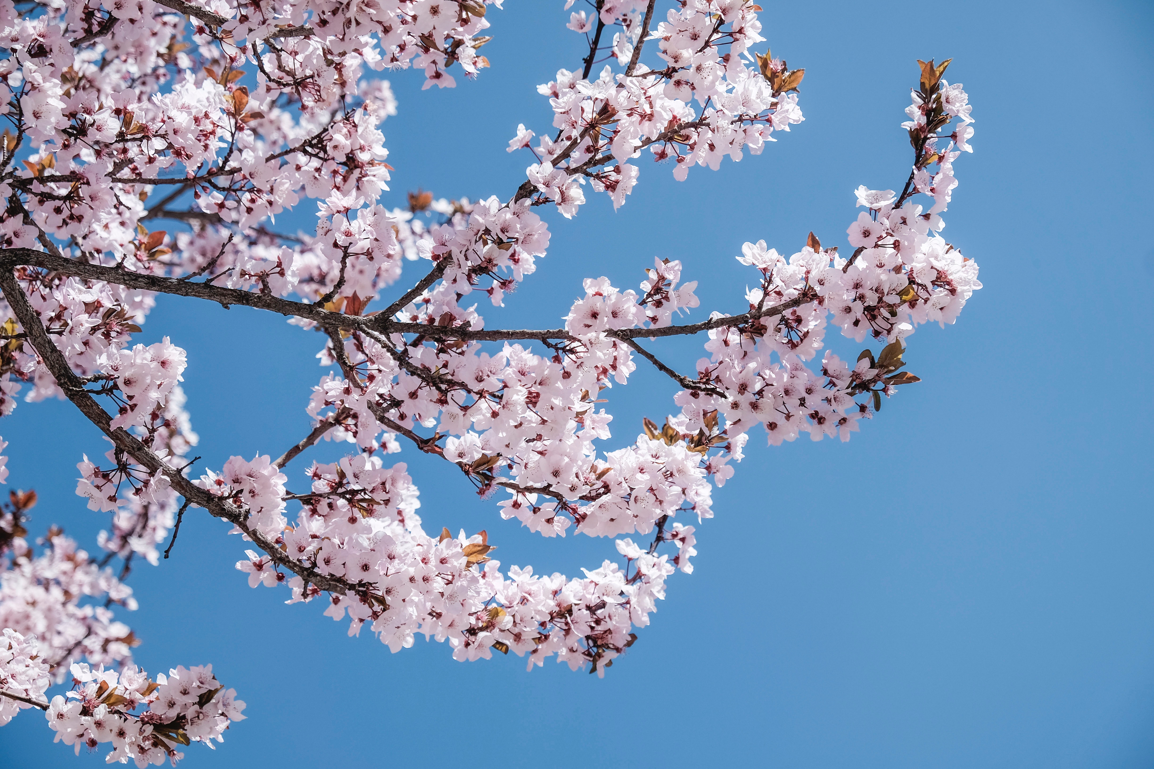 Pink cherry blossoms on a branch against a blue sky HD Wallpaper