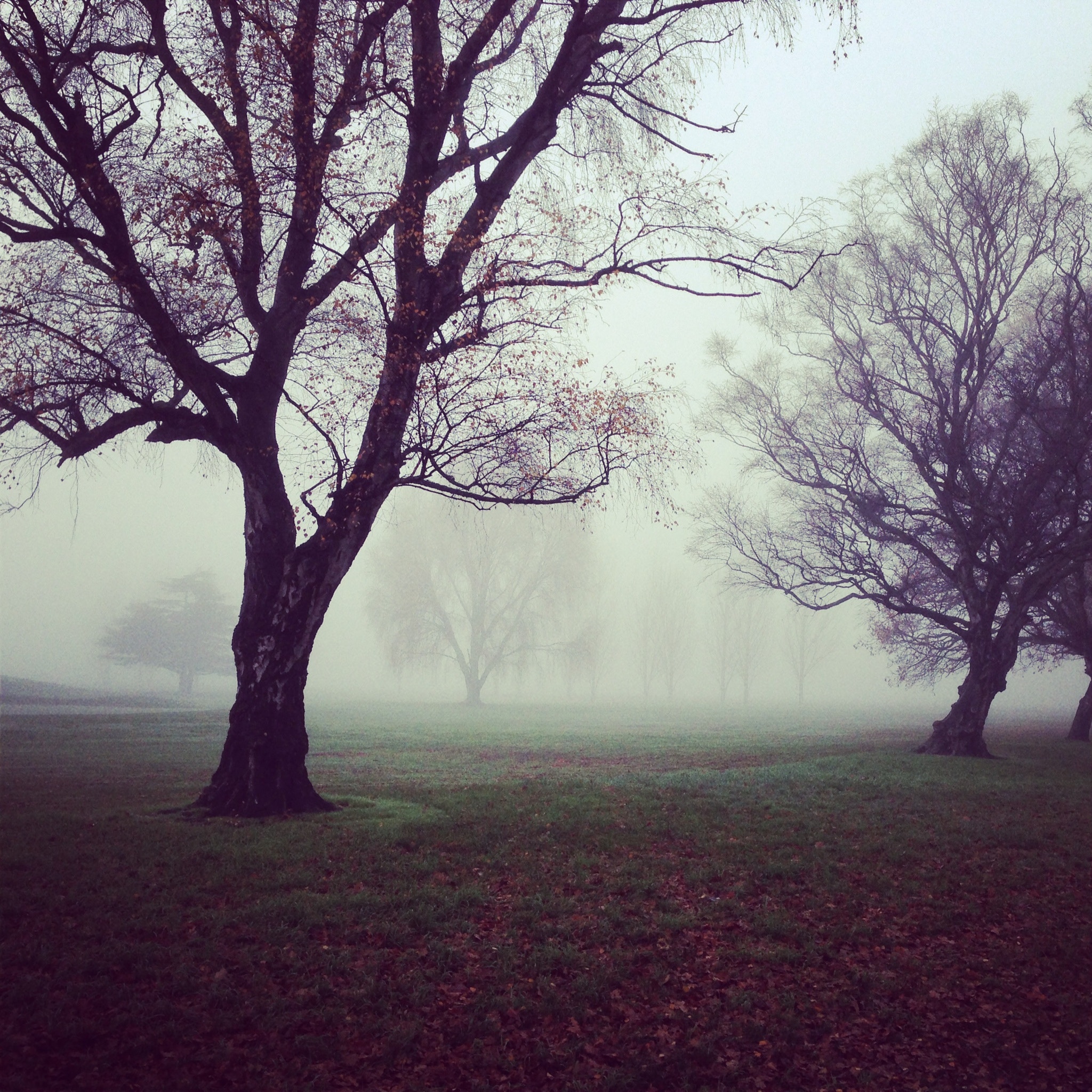 Misty park with old trees in autumn HD Wallpaper