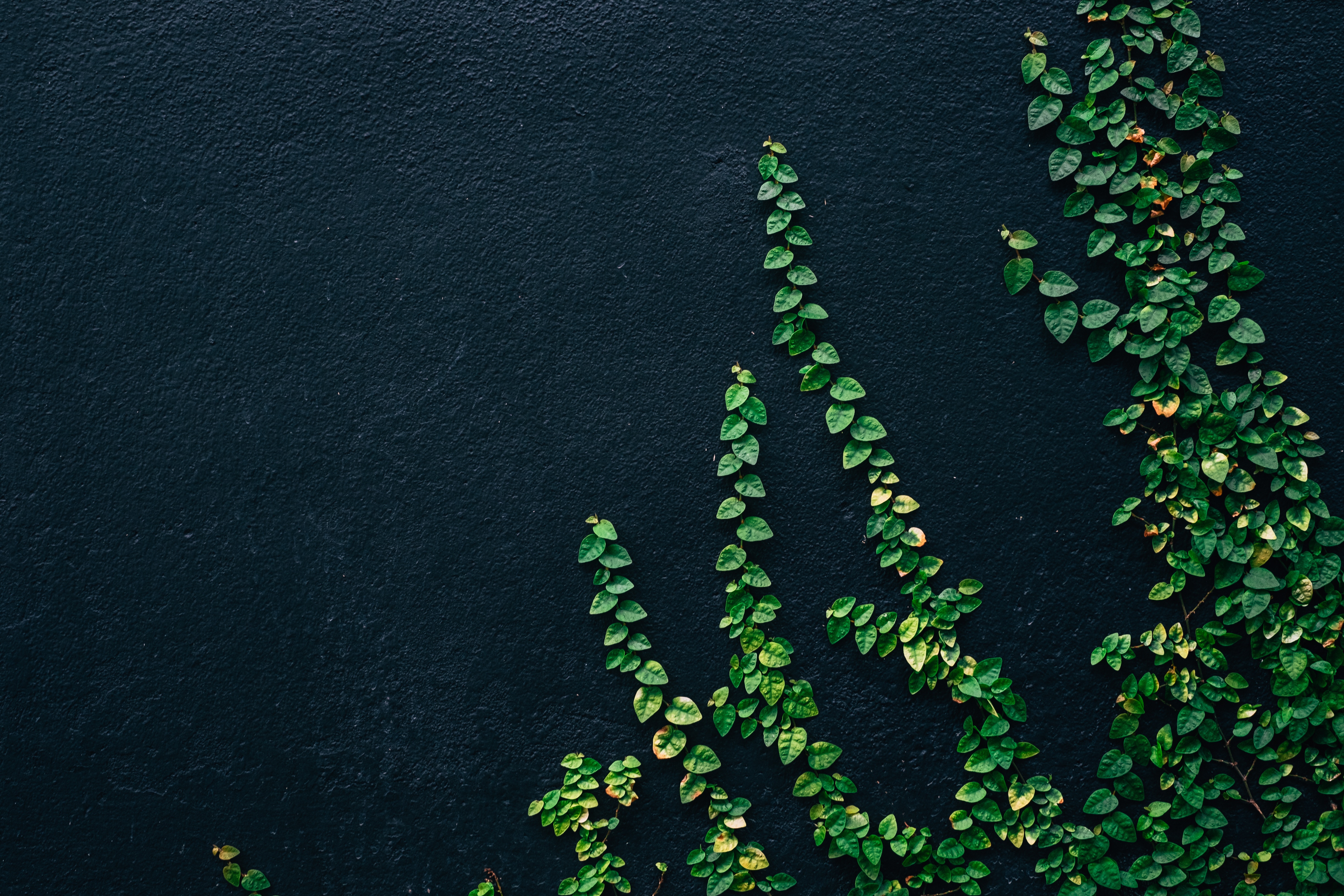 Green ivy climbing a dark textured wall HD Wallpaper