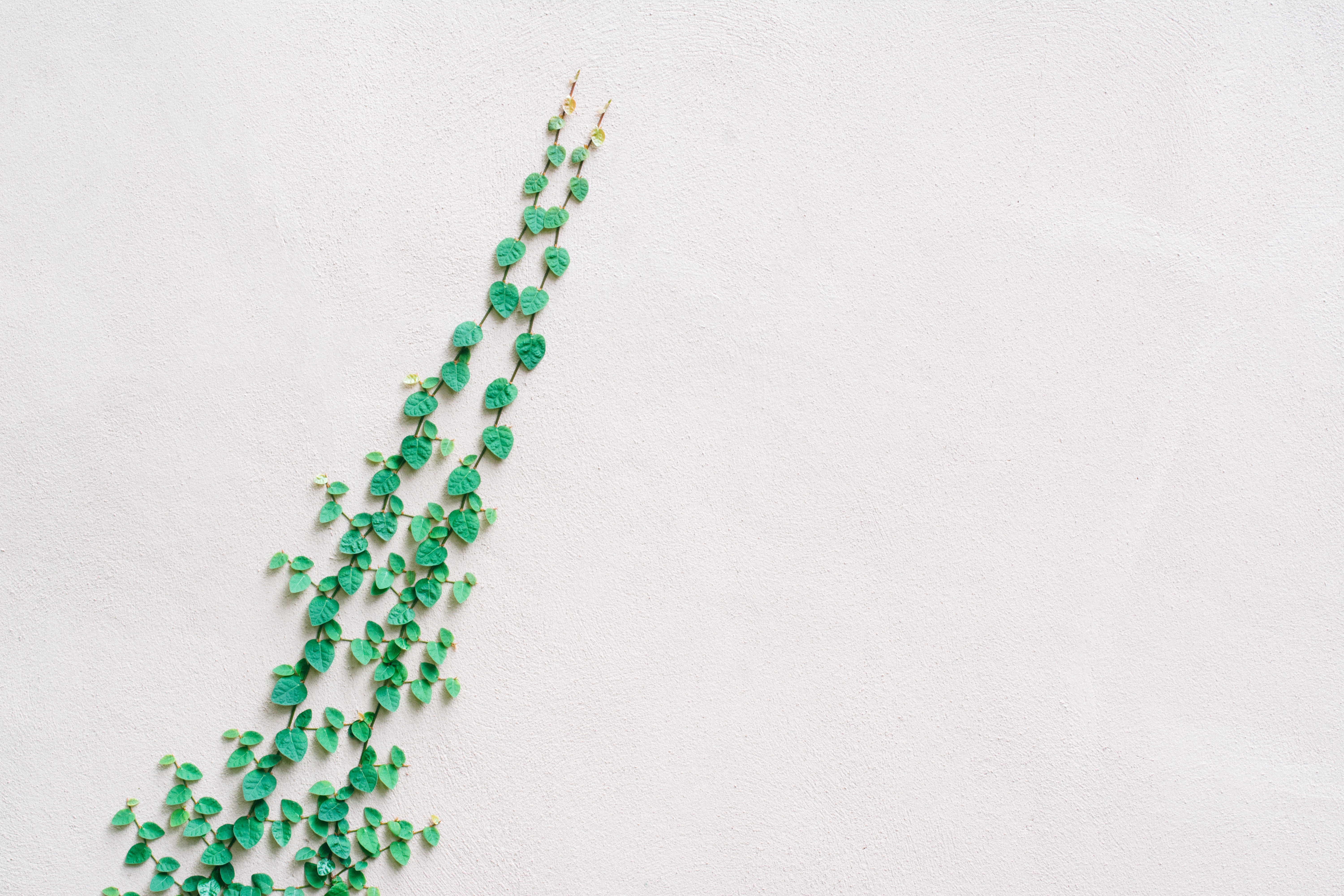 Green vine growing on a textured white wall HD Wallpaper