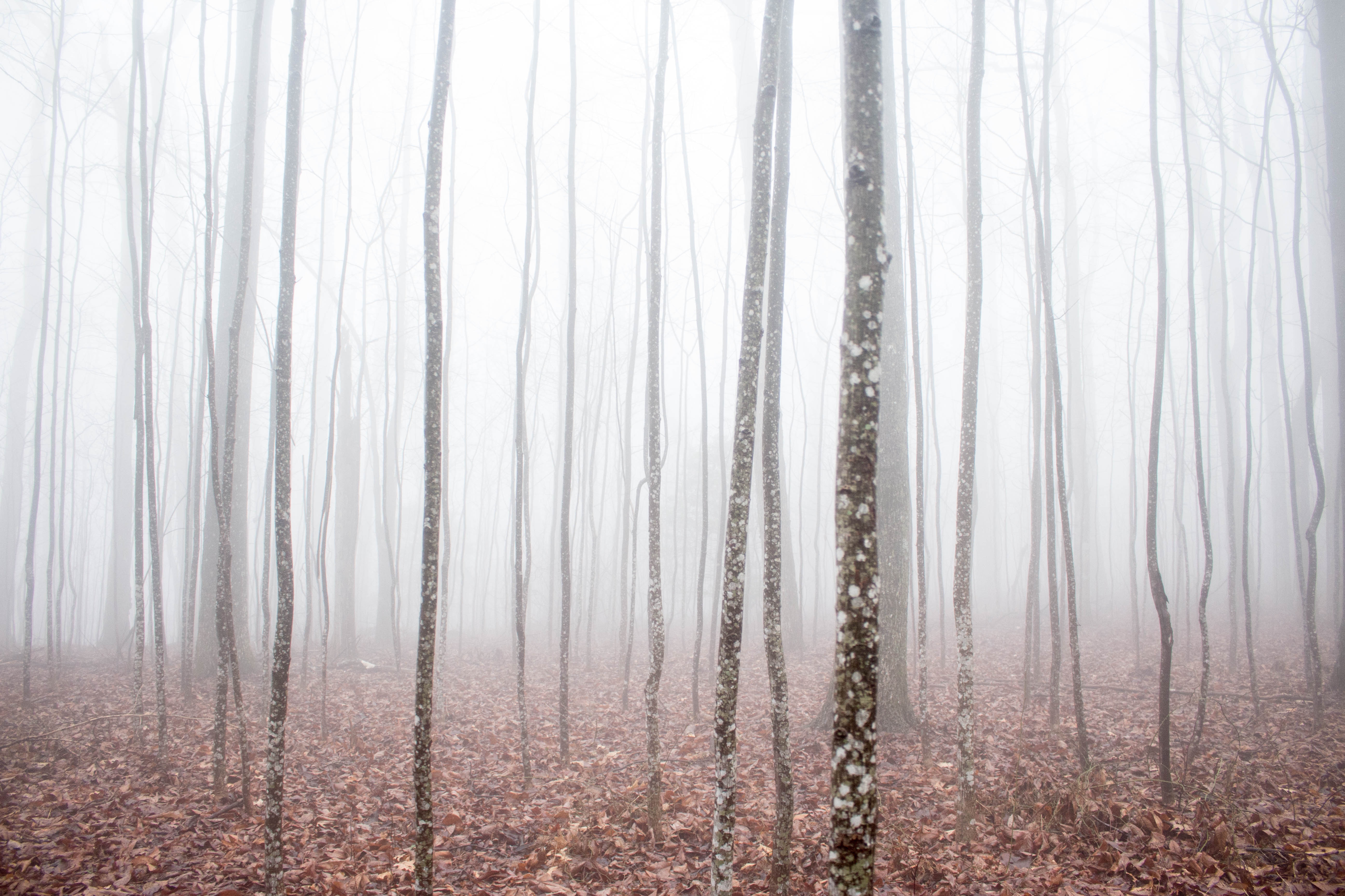 Foggy forest with fallen leaves and bare trees HD Wallpaper