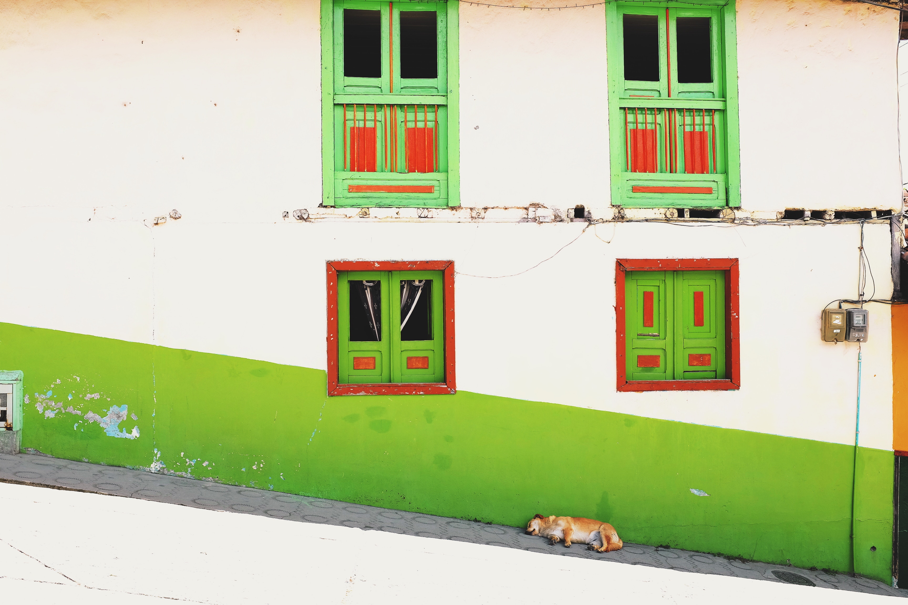 Dog sleeping by a colorful building with green windows HD Wallpaper