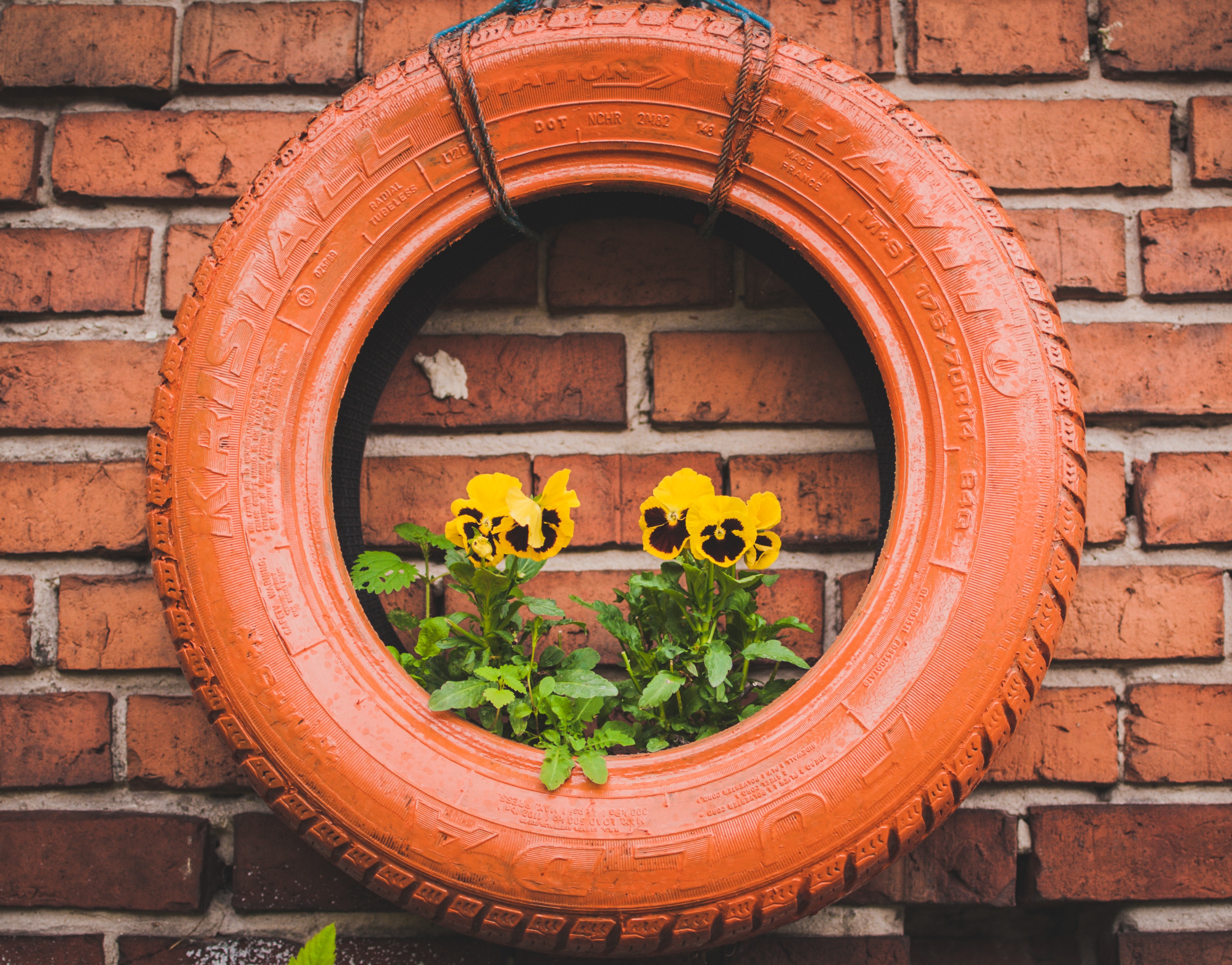 Orange tire planter with yellow pansies on brick wall HD Wallpaper