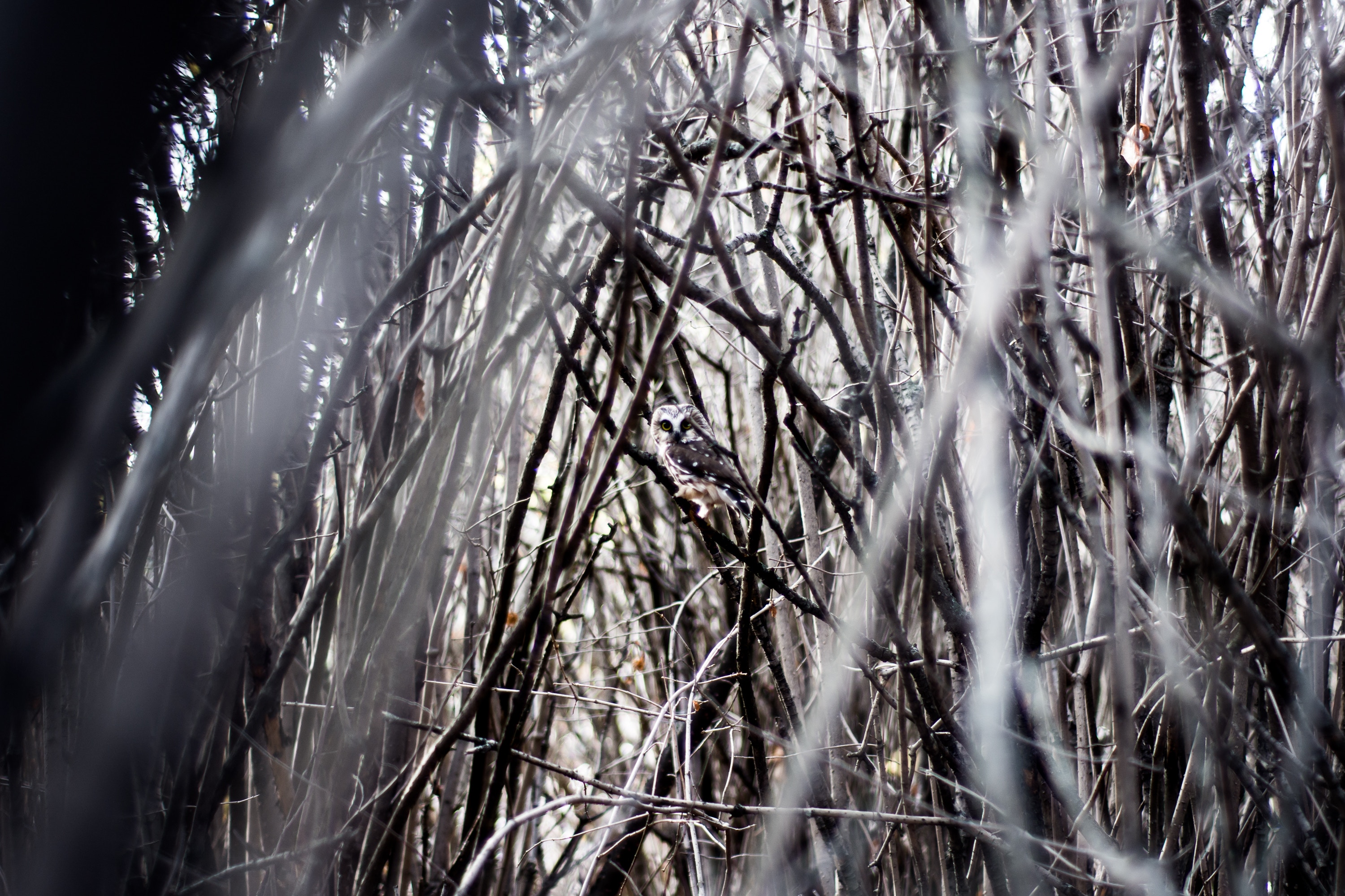 Owl perched on a branch in a dense forest HD Wallpaper