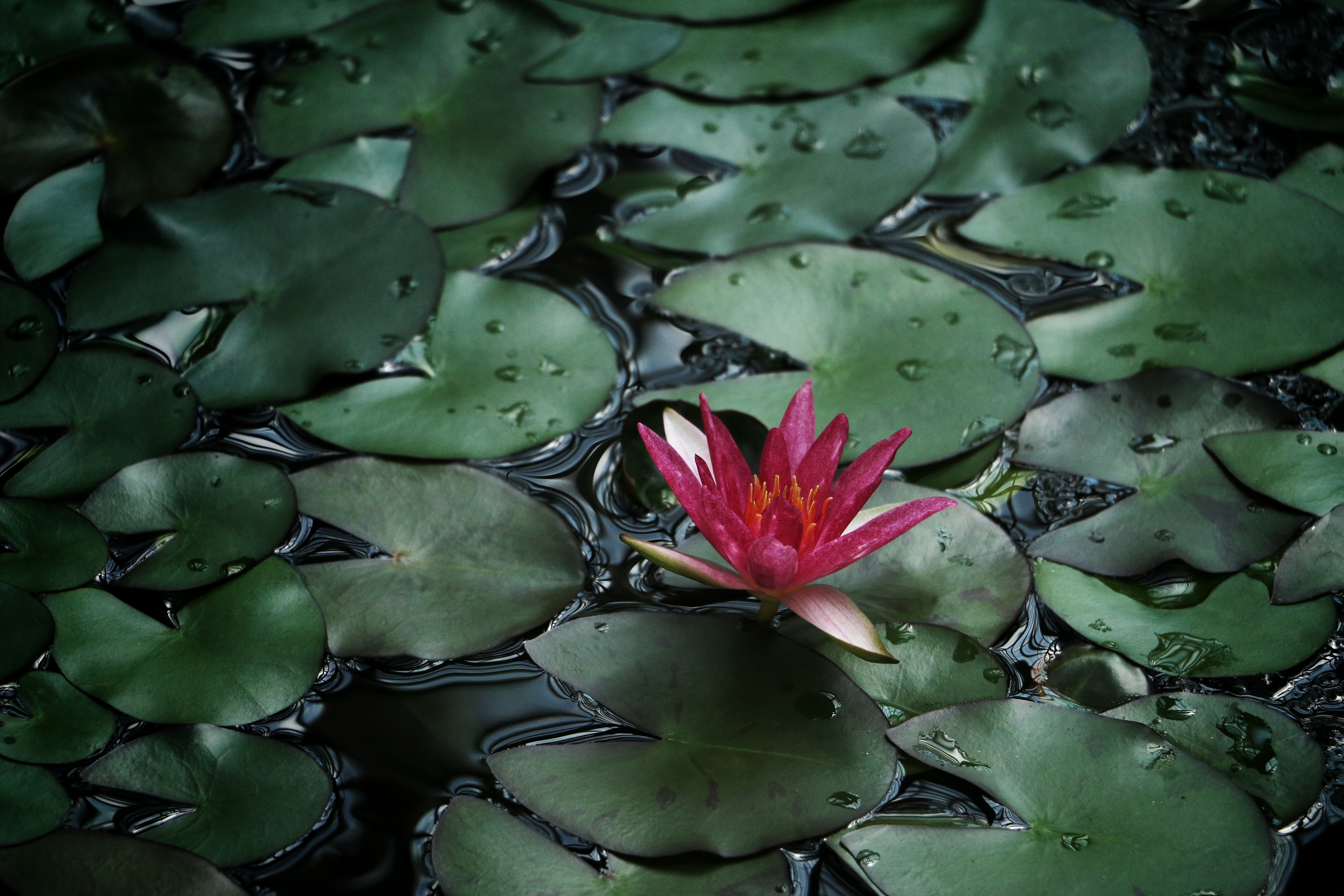 A single pink water lily blooms among green lily pads on dark water. HD Wallpaper