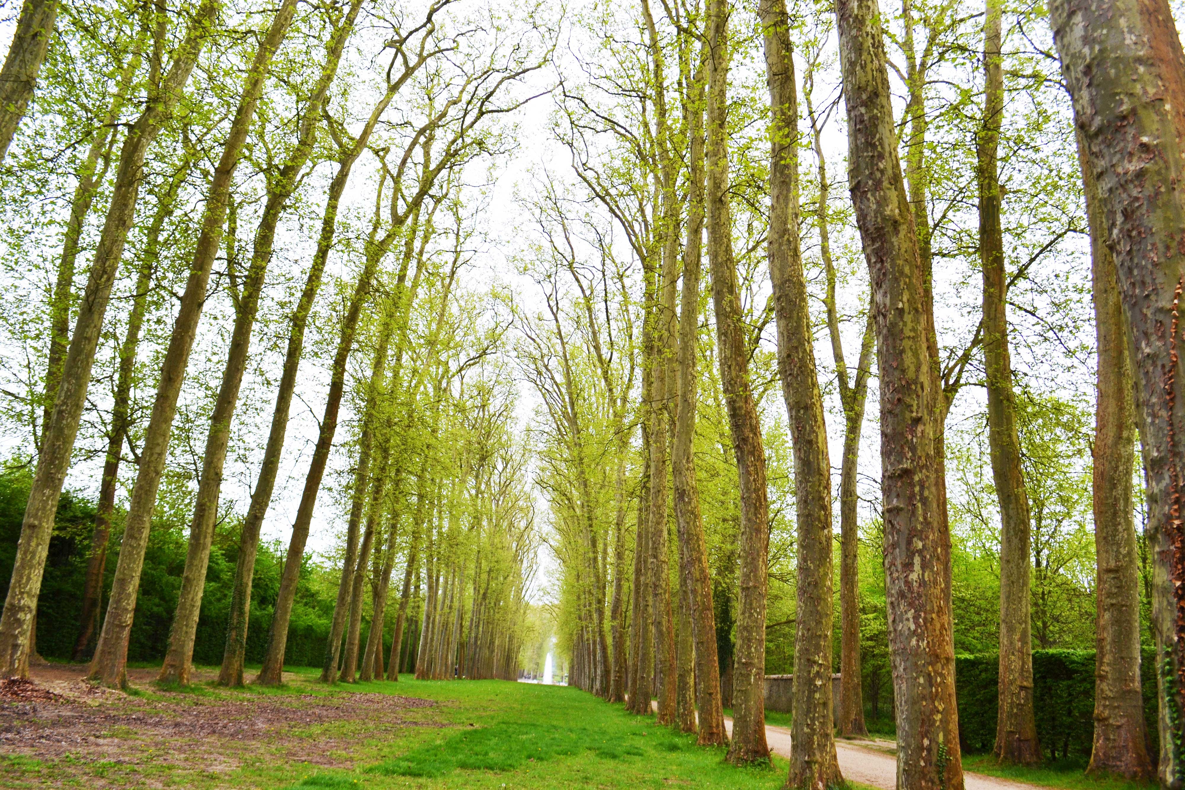 Avenue of trees with a path HD Wallpaper