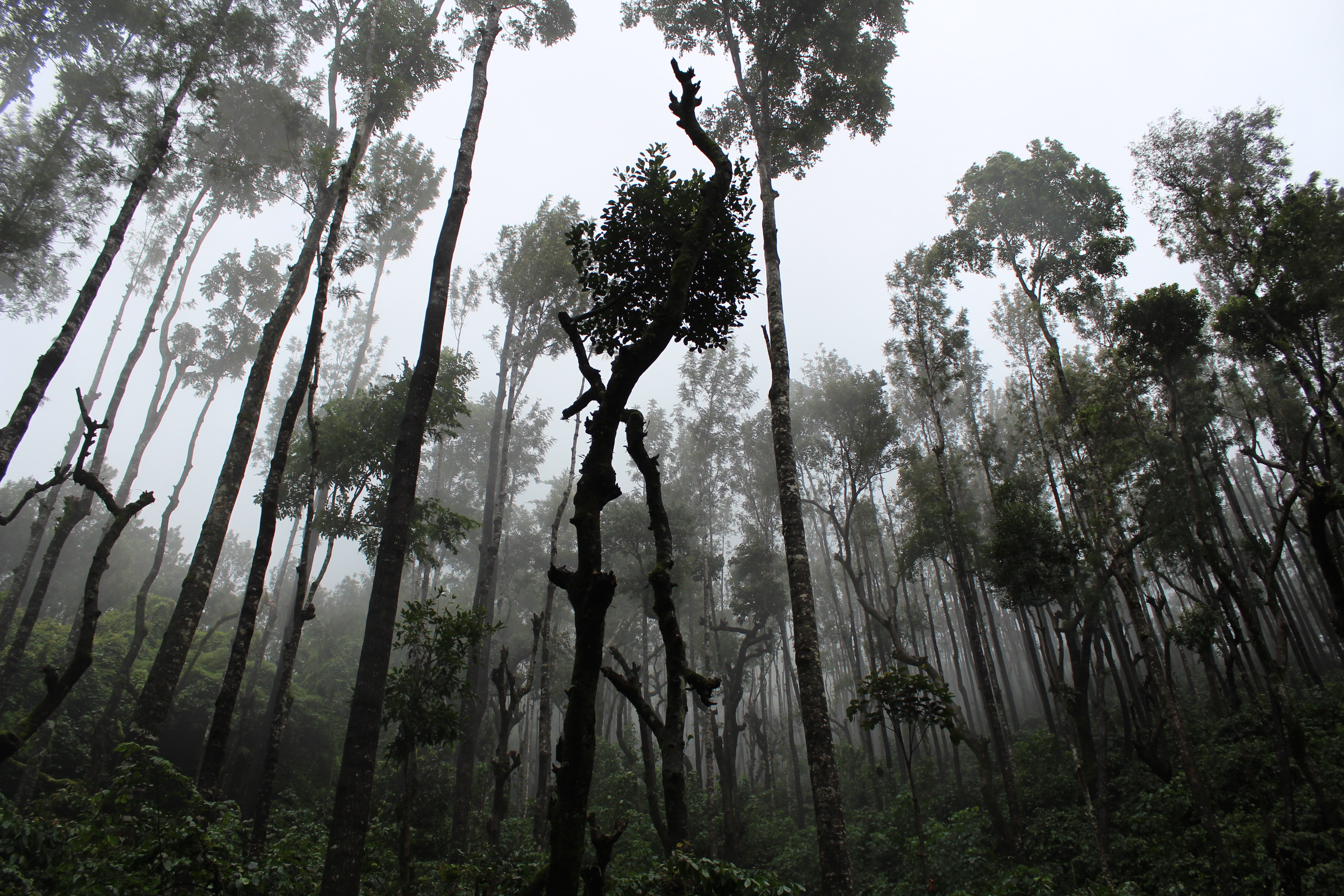Foggy forest with tall, dark trees HD Wallpaper