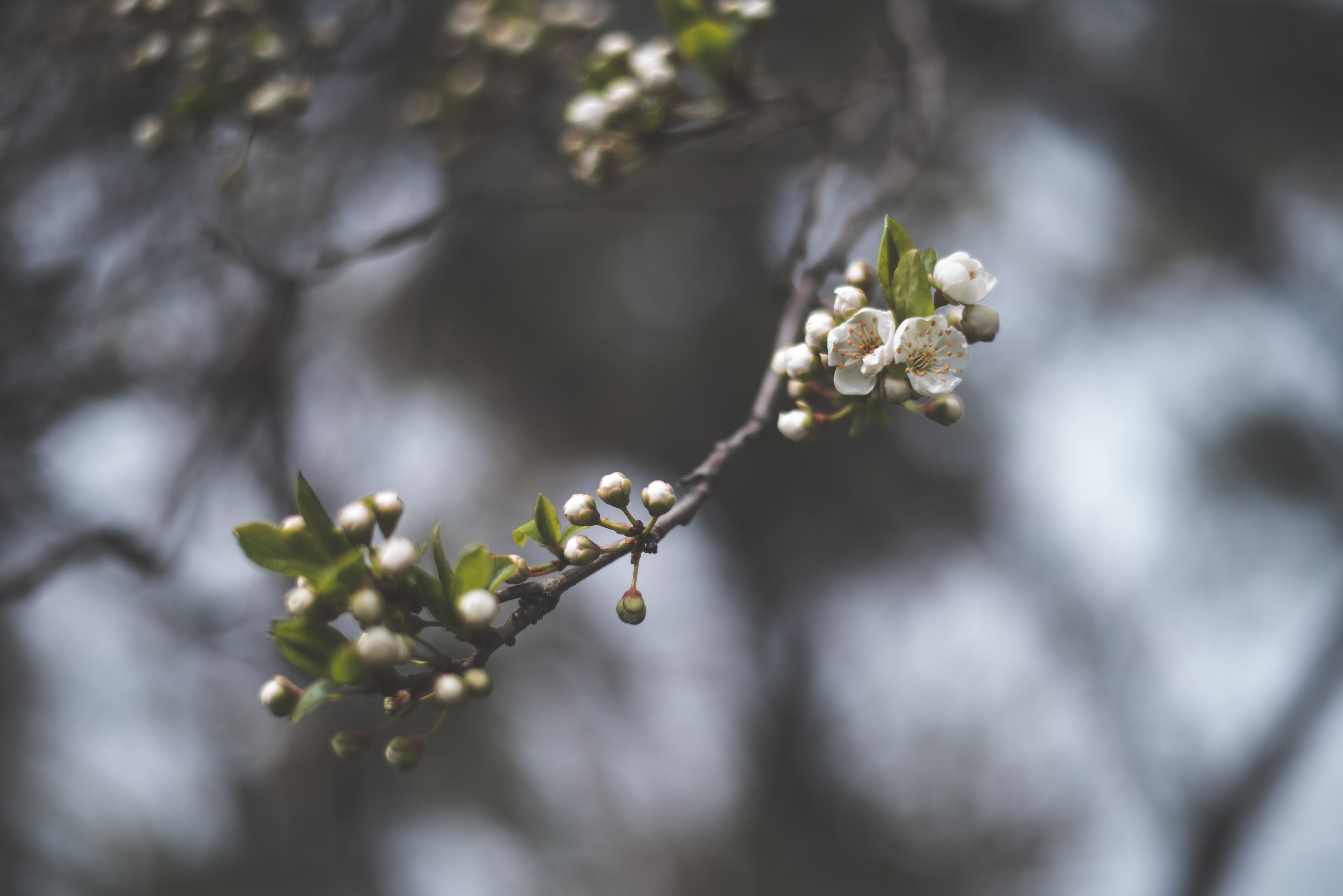 Close-up of a blooming cherry blossom branch HD Wallpaper