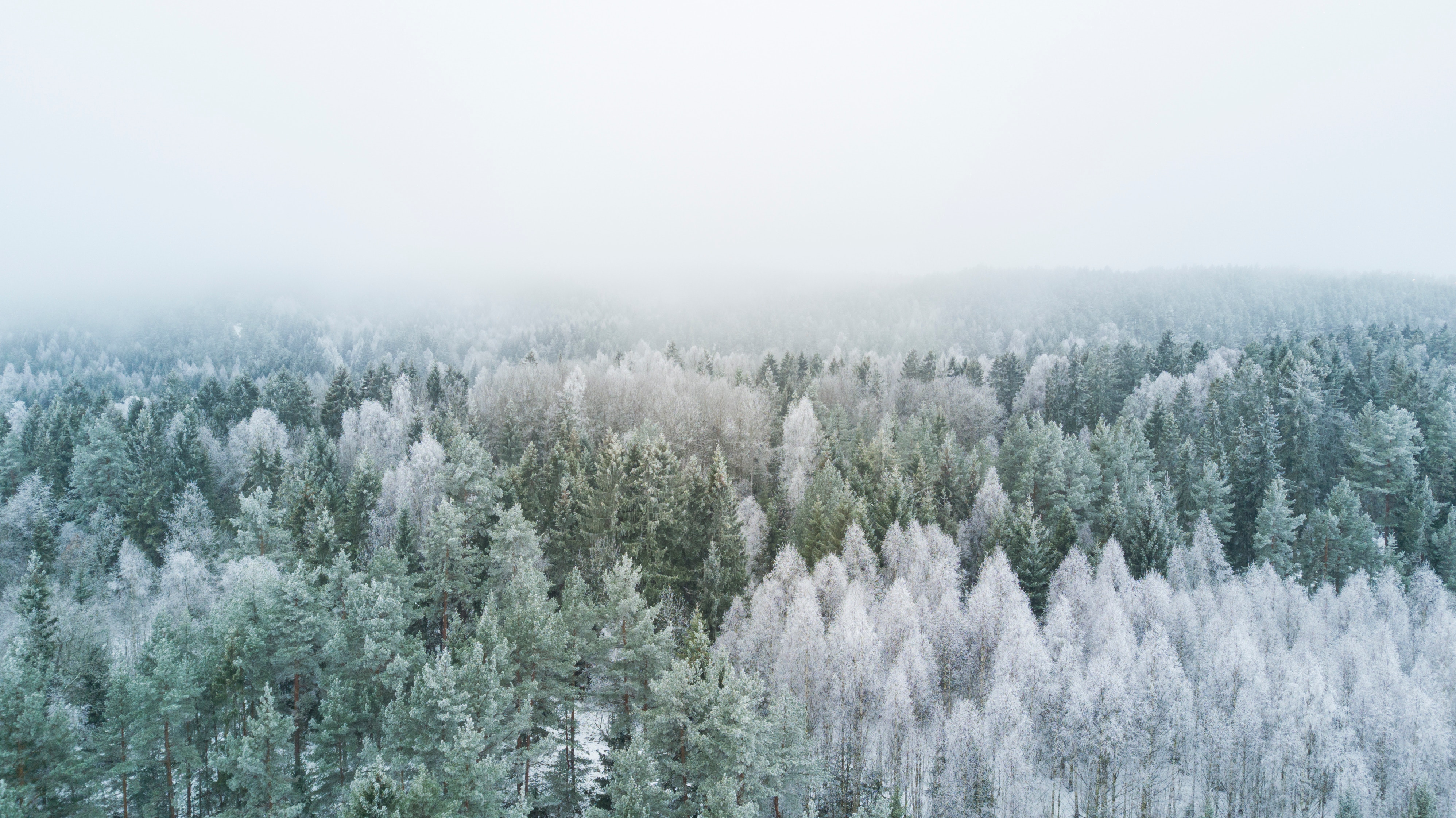 Winter forest in Nesodden with snow and fog HD Wallpaper