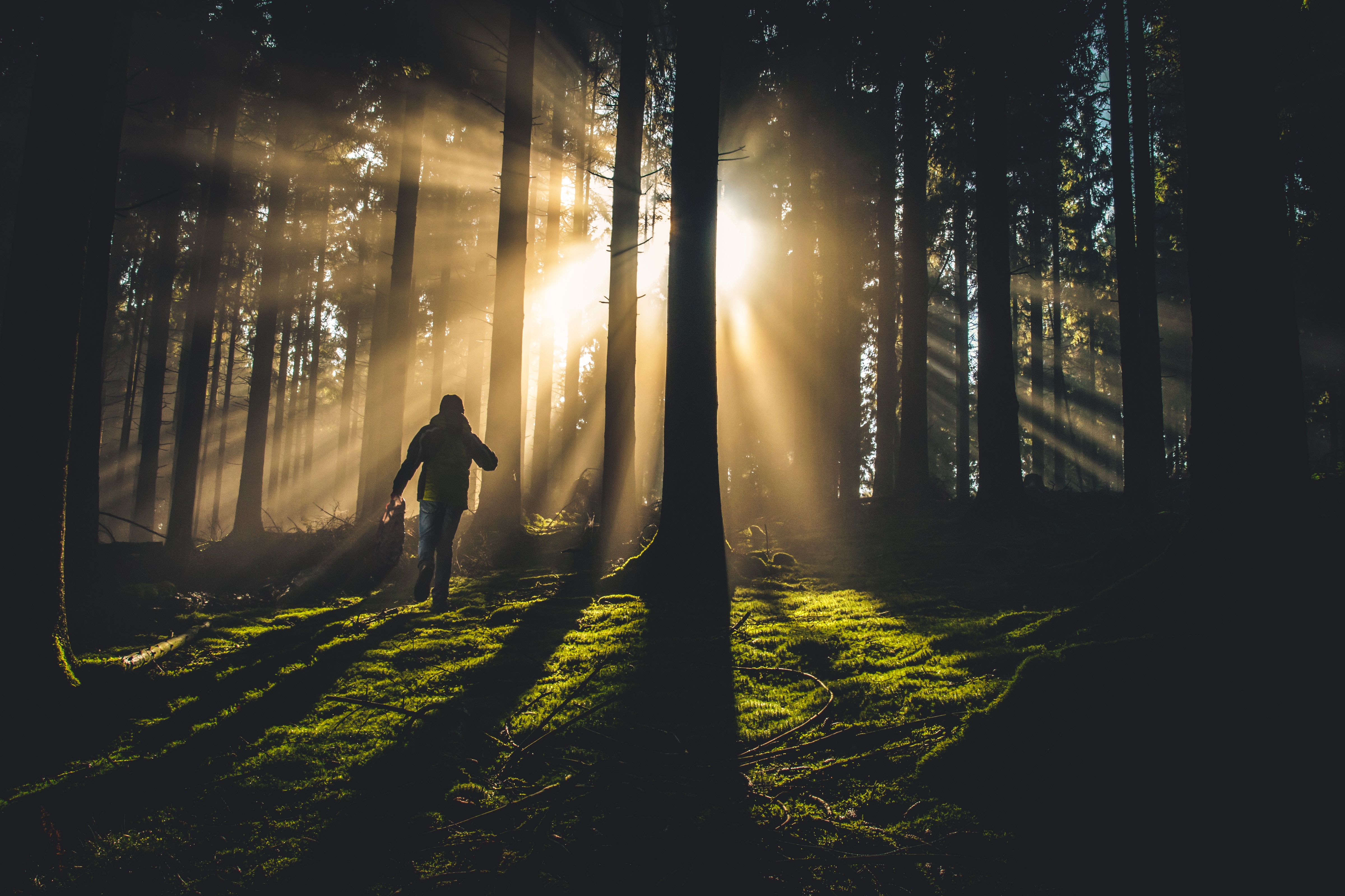 Person walking through a sunlit forest with sunbeams HD Wallpaper