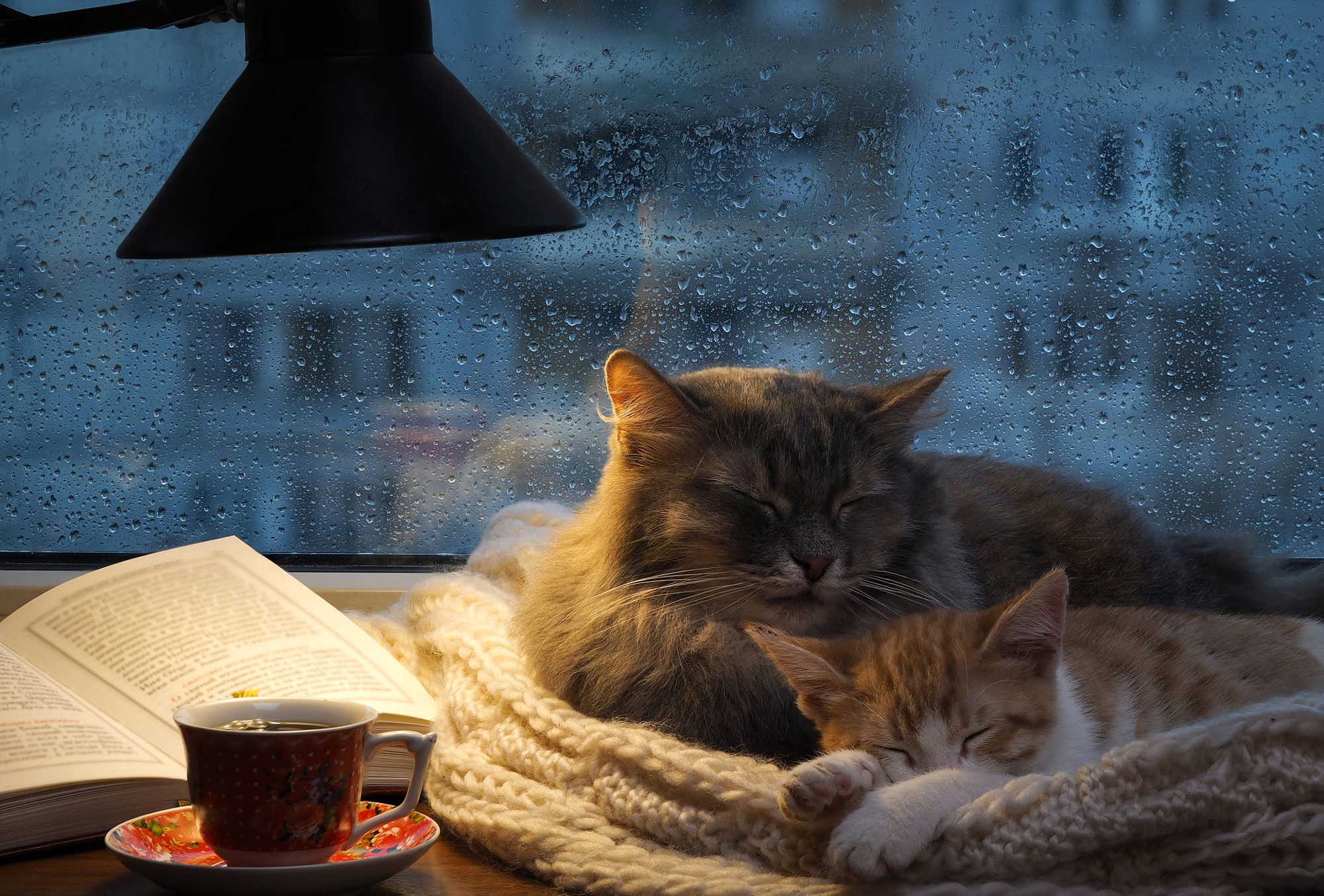 Two cats sleeping by a window with a book and tea HD Wallpaper