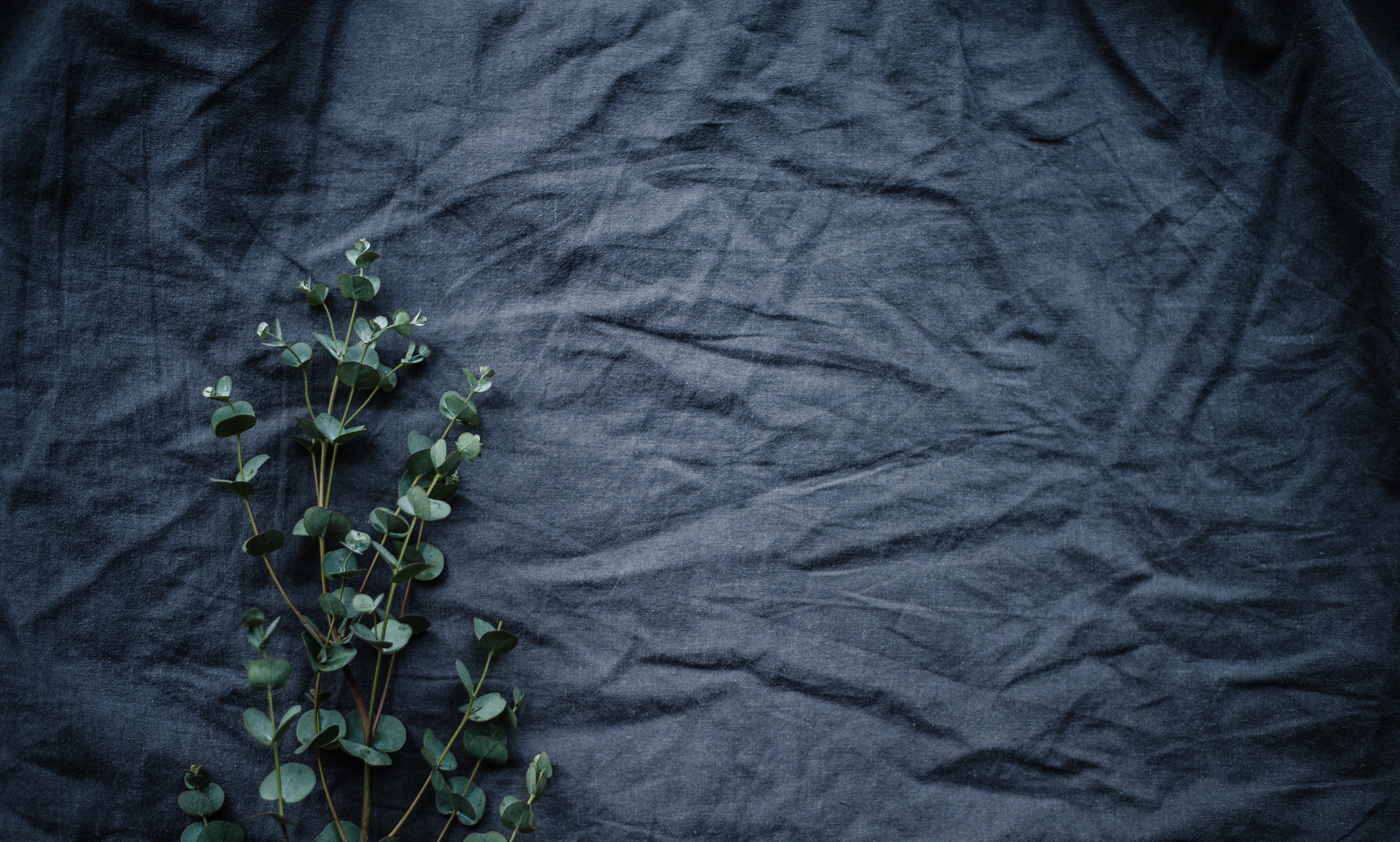 Green eucalyptus leaves on dark fabric HD Wallpaper