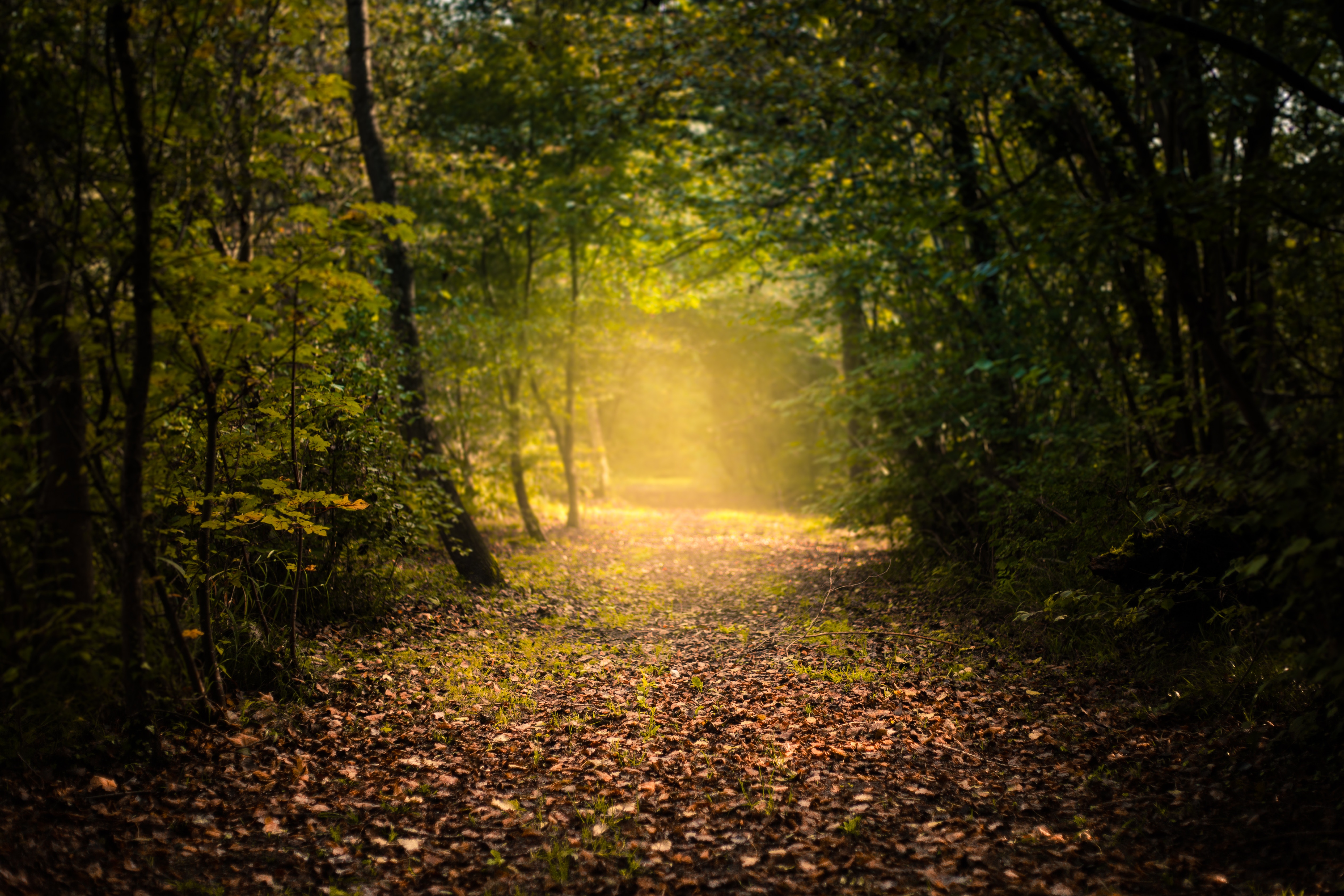 A misty path through an autumn forest HD Wallpaper