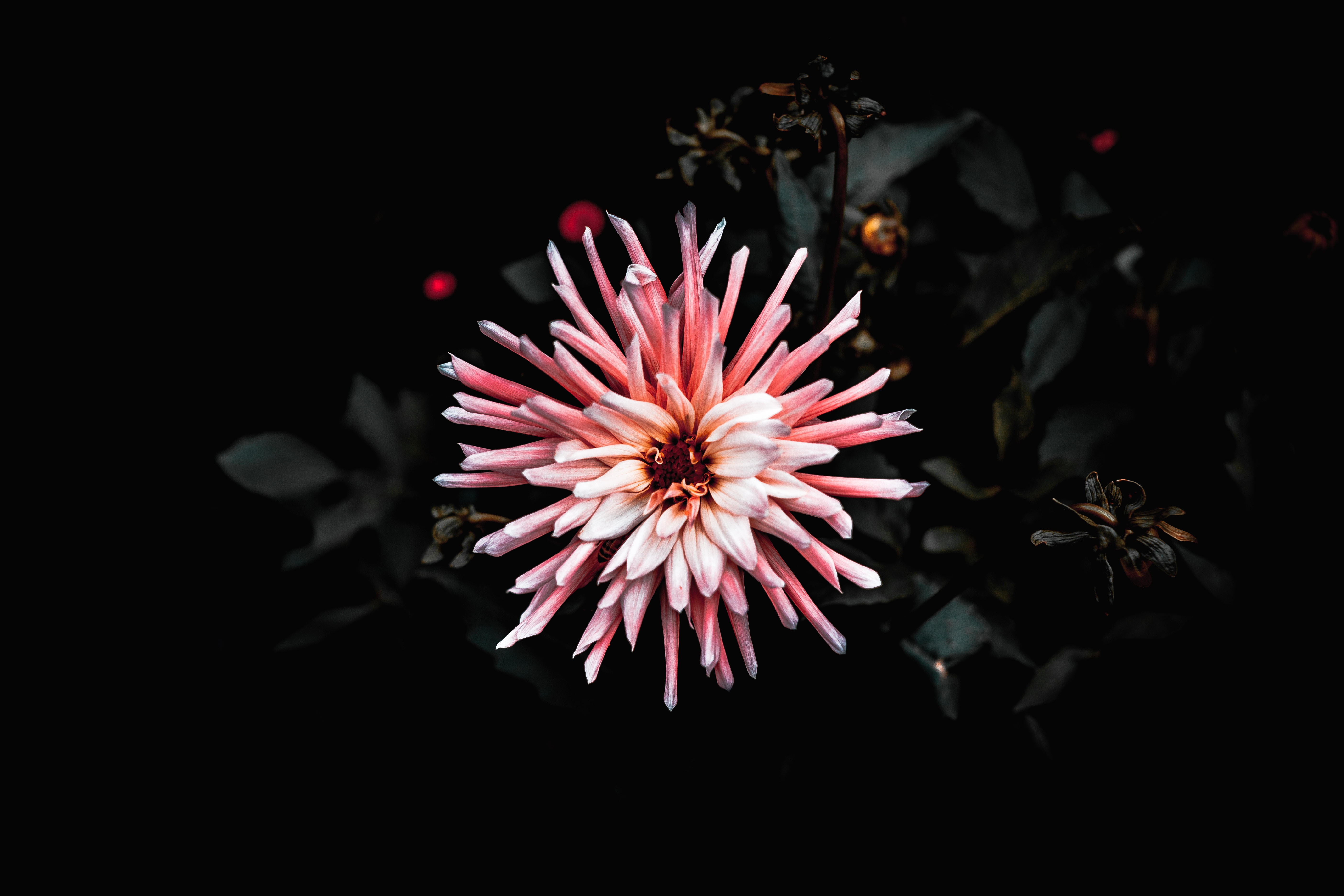 Pink and white dahlia flower in darkness HD Wallpaper