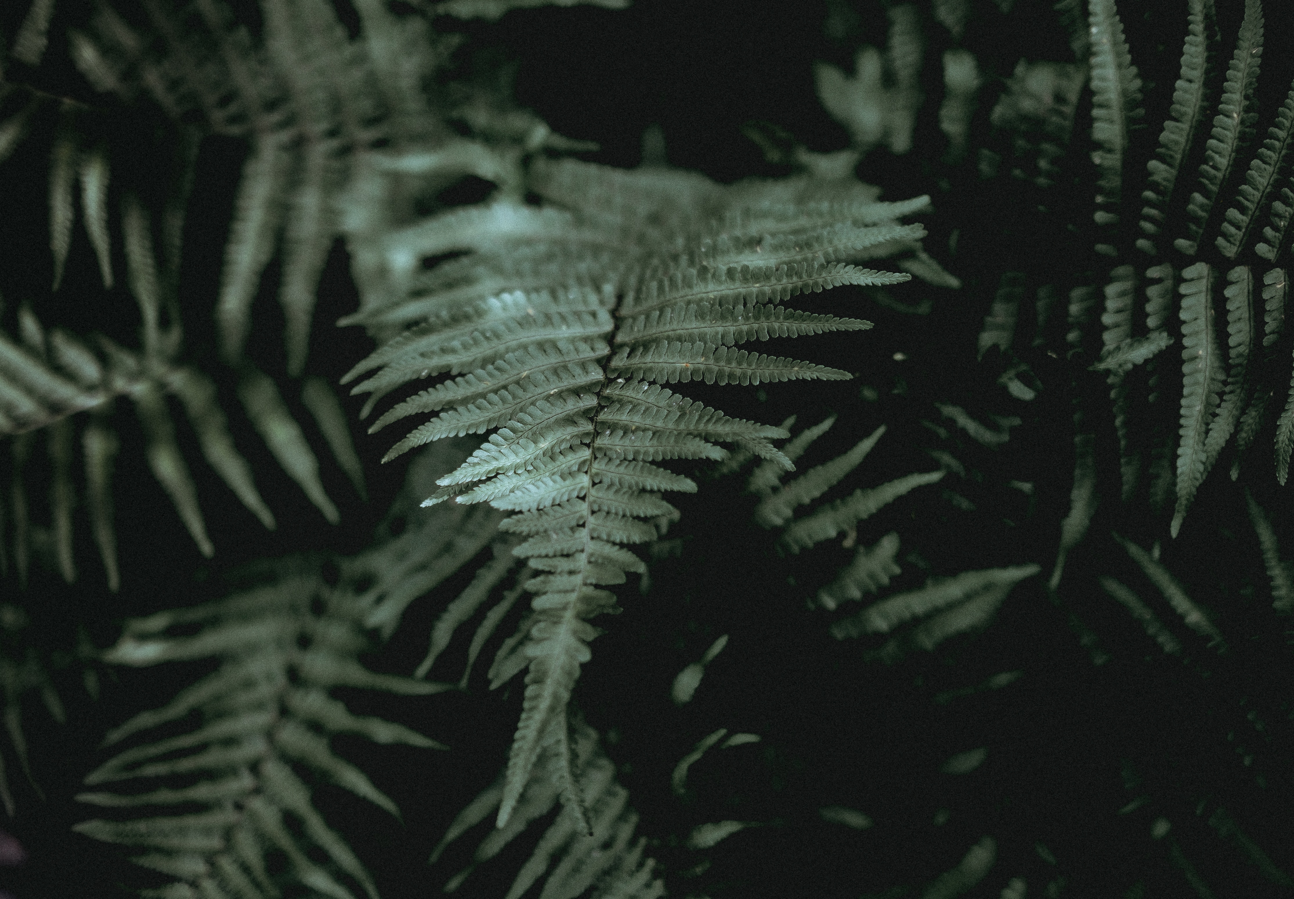 Close-up of a dark green fern leaf HD Wallpaper