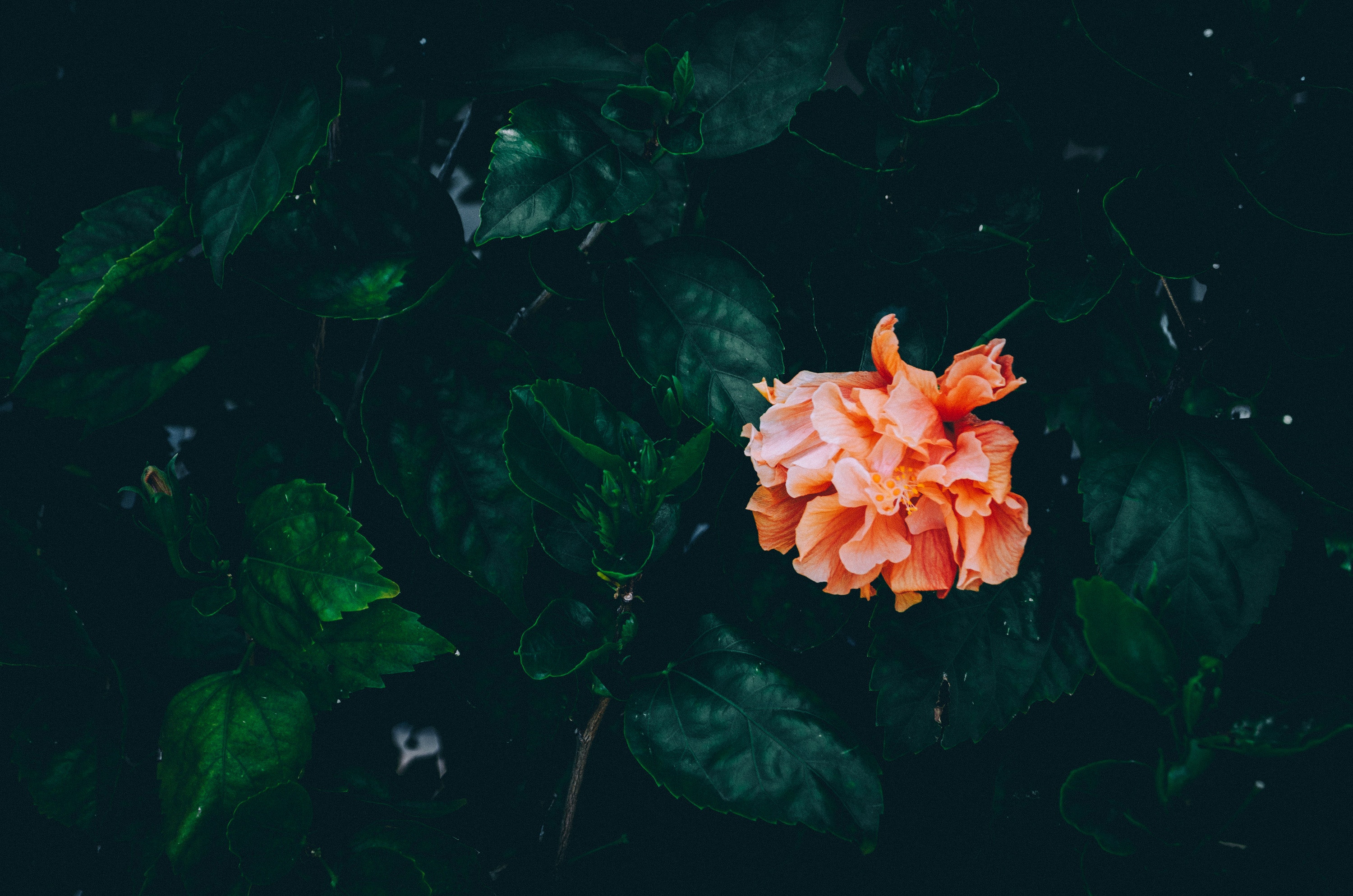 Peach hibiscus flower among dark green leaves HD Wallpaper