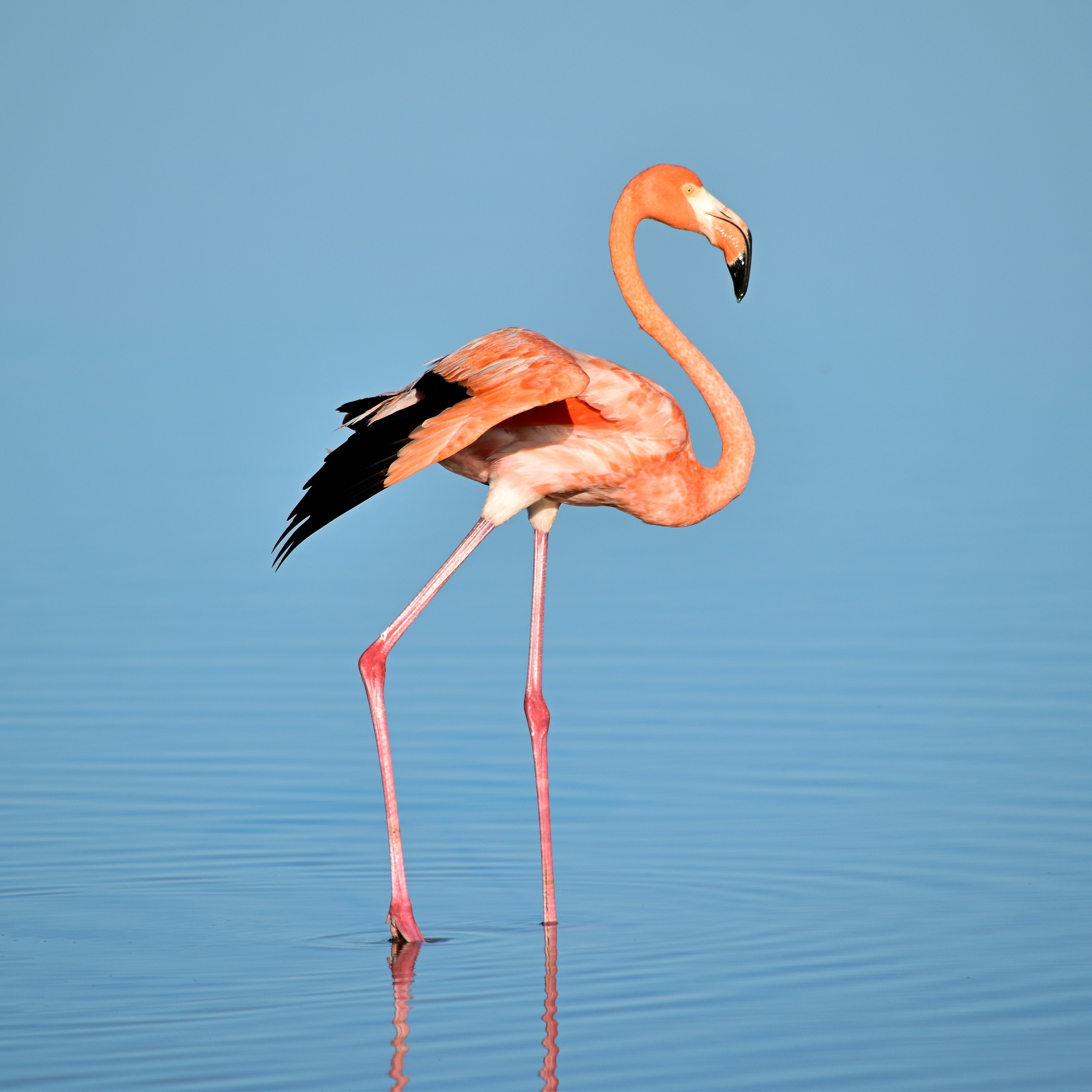 Flamingo standing in blue water with ripples HD Wallpaper