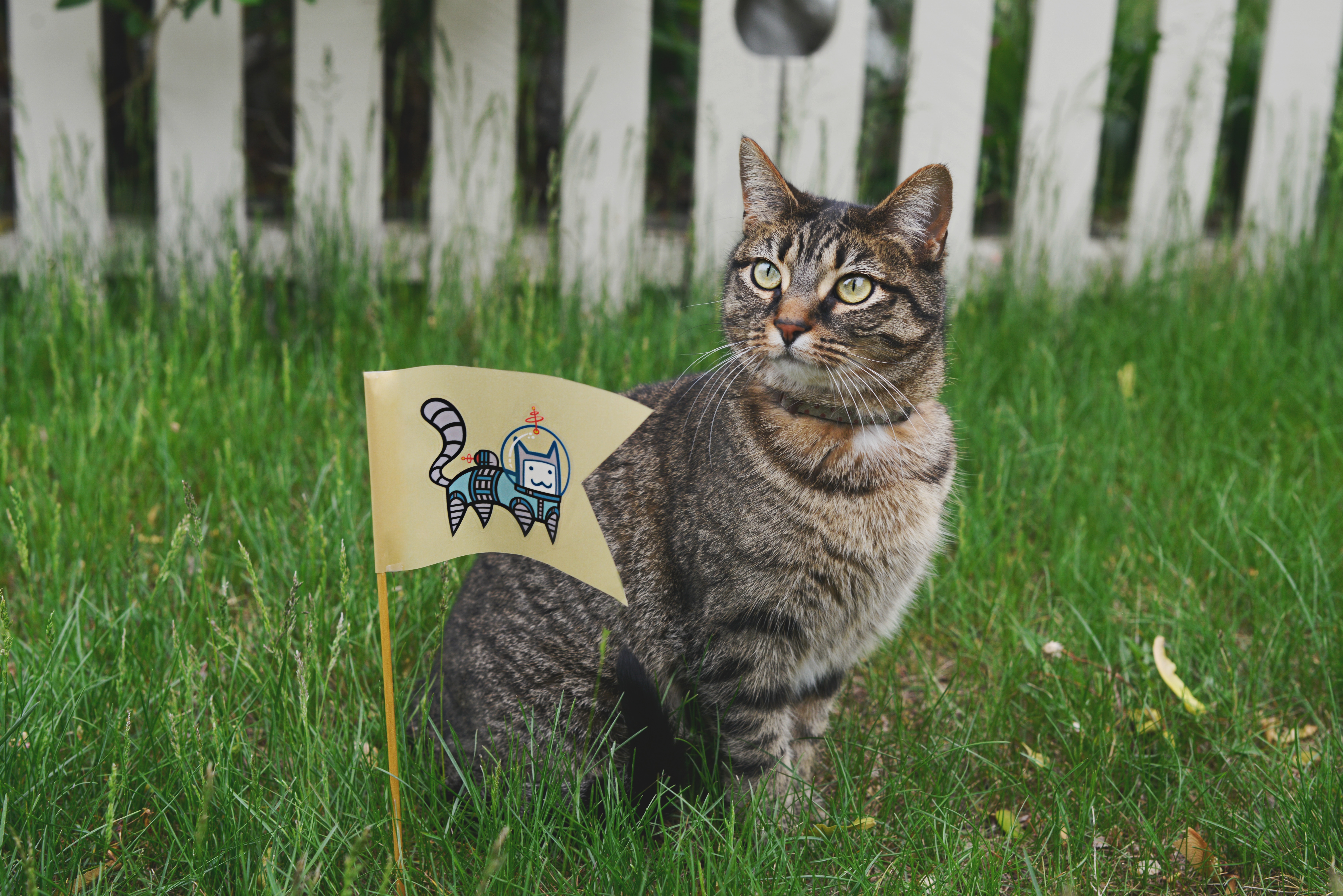 Tabby Cat Sitting Next to Astronaut Kitty Flag HD Wallpaper