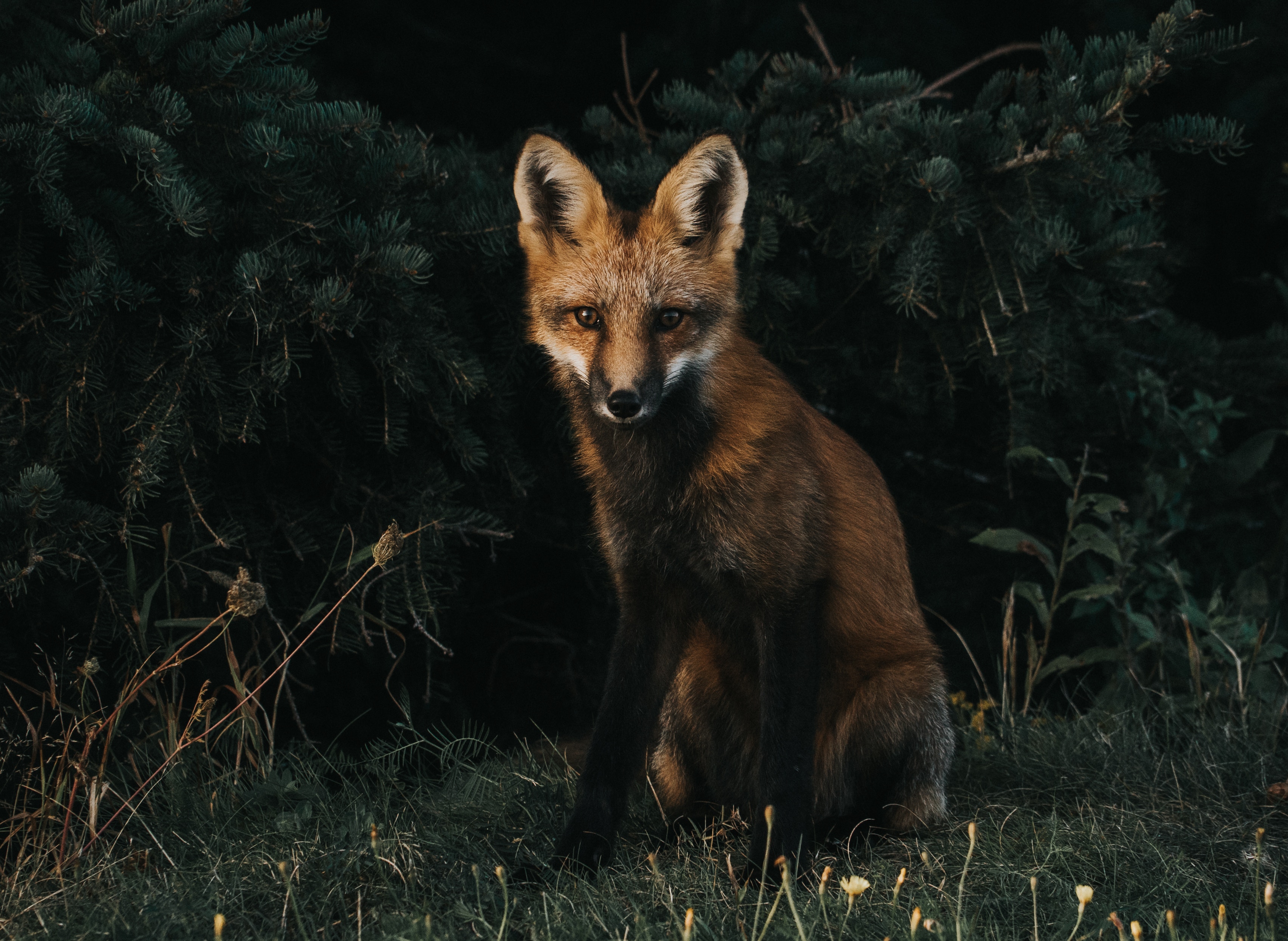 A fox sits in front of dark evergreen trees HD Wallpaper