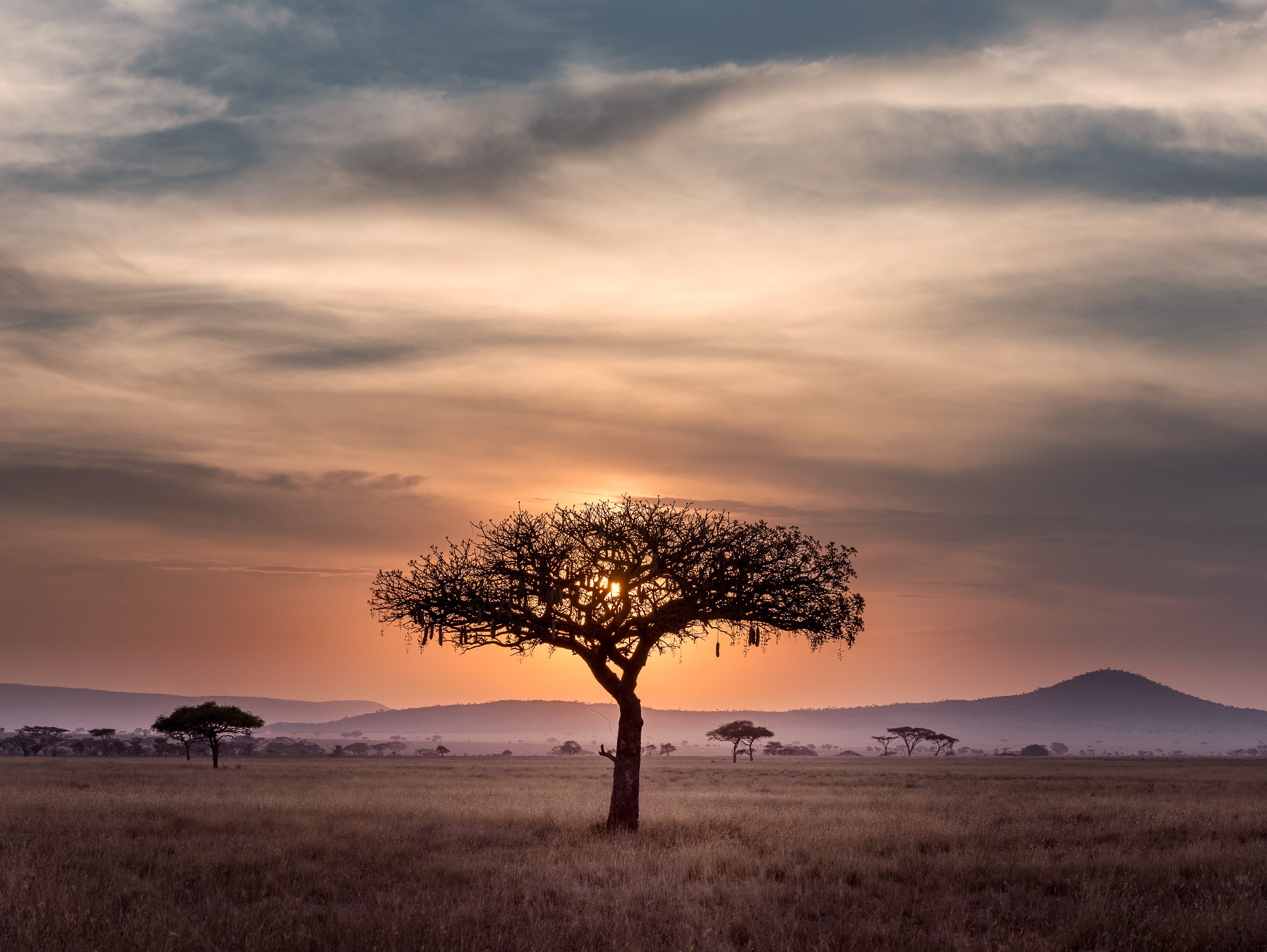 Acacia tree in Serengeti at sunset HD Wallpaper
