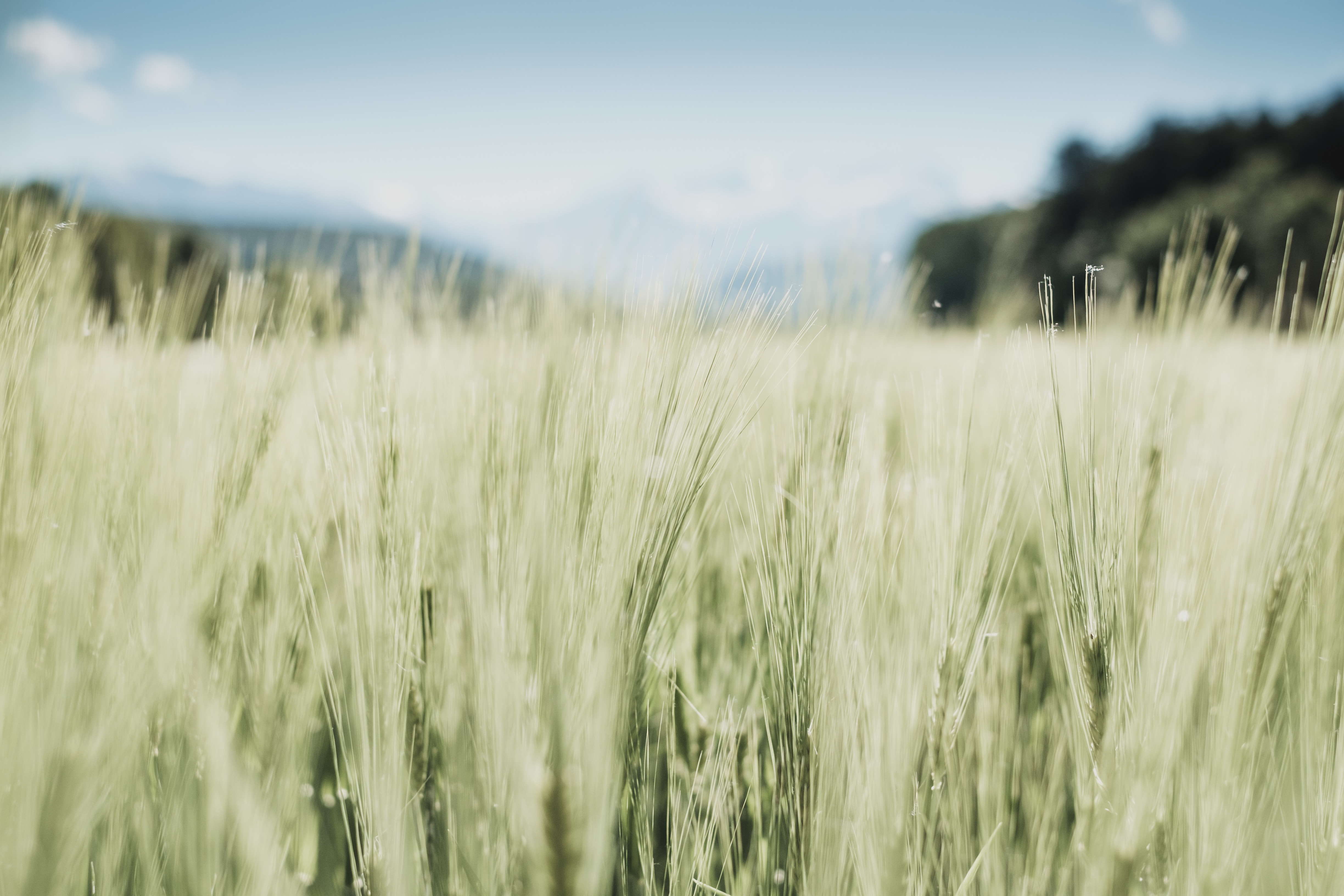 Field of green grass with mountains in the background HD Wallpaper