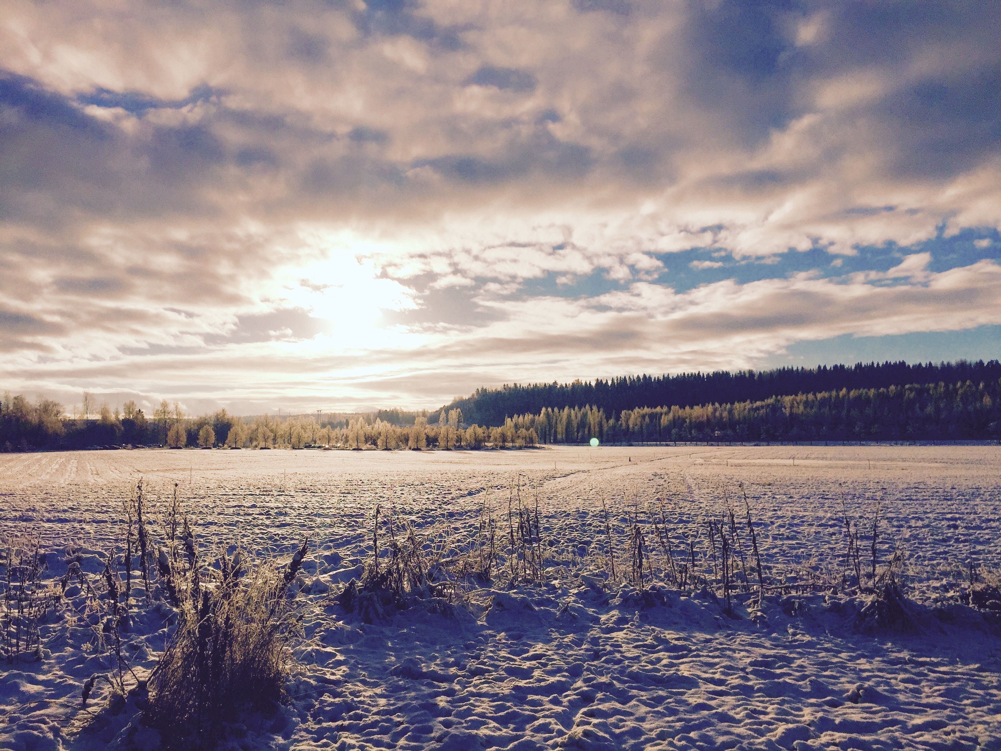 Snowy field with trees and cloudy sky at sunset HD Wallpaper