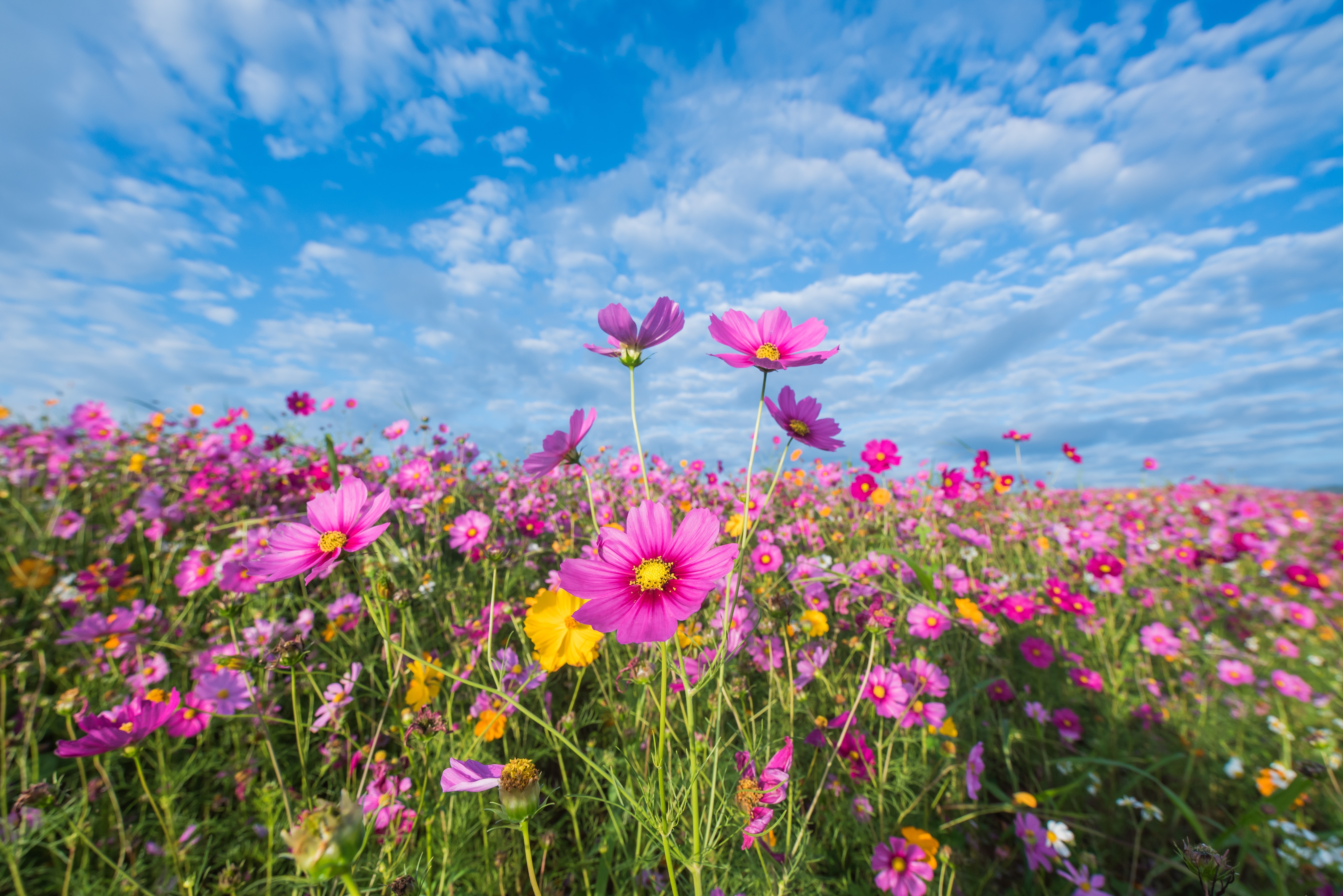 Field of Pink and Yellow Cosmos Flowers Under a Blue Sky HD Wallpaper