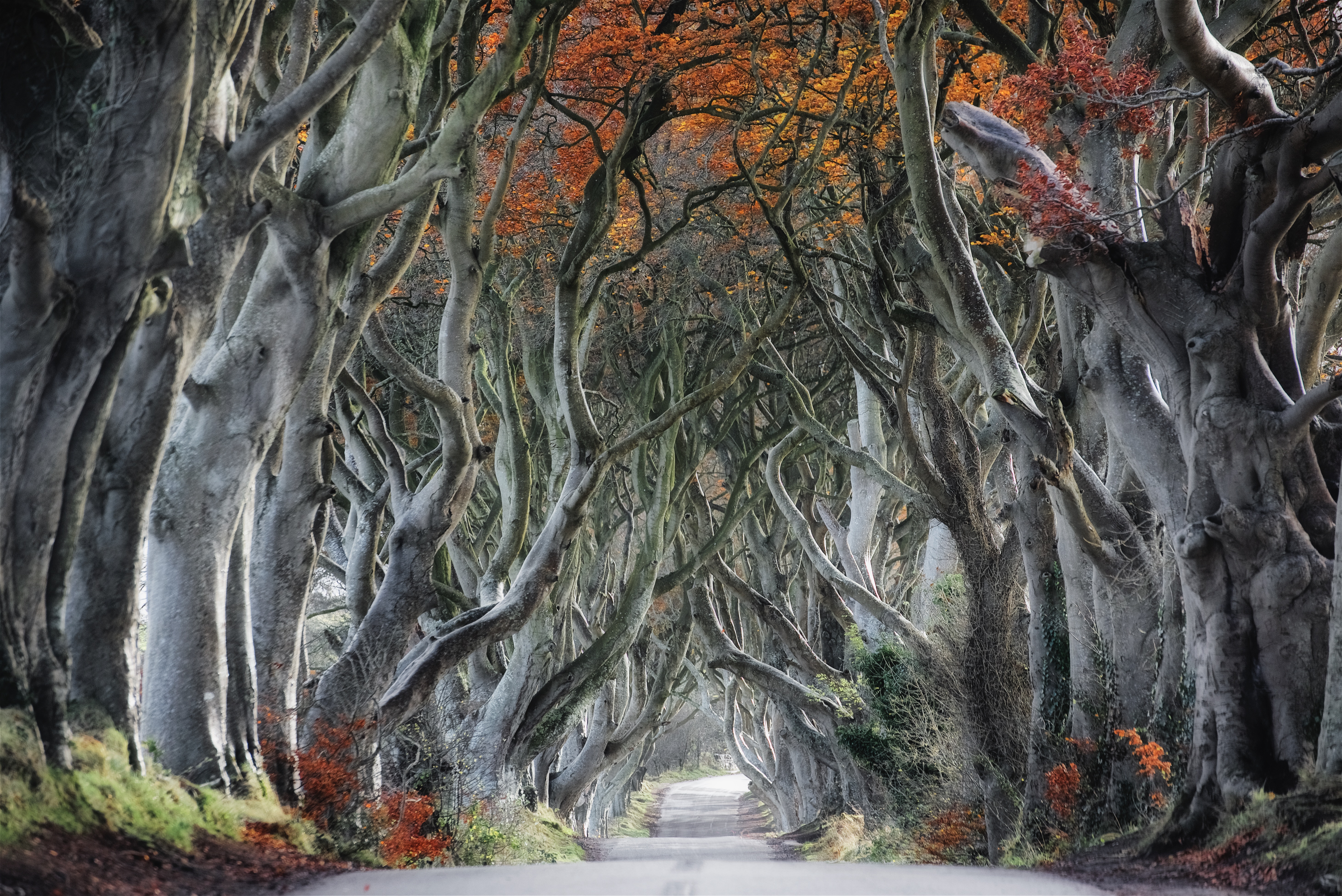 The Dark Hedges, Northern Ireland in Autumn HD Wallpaper