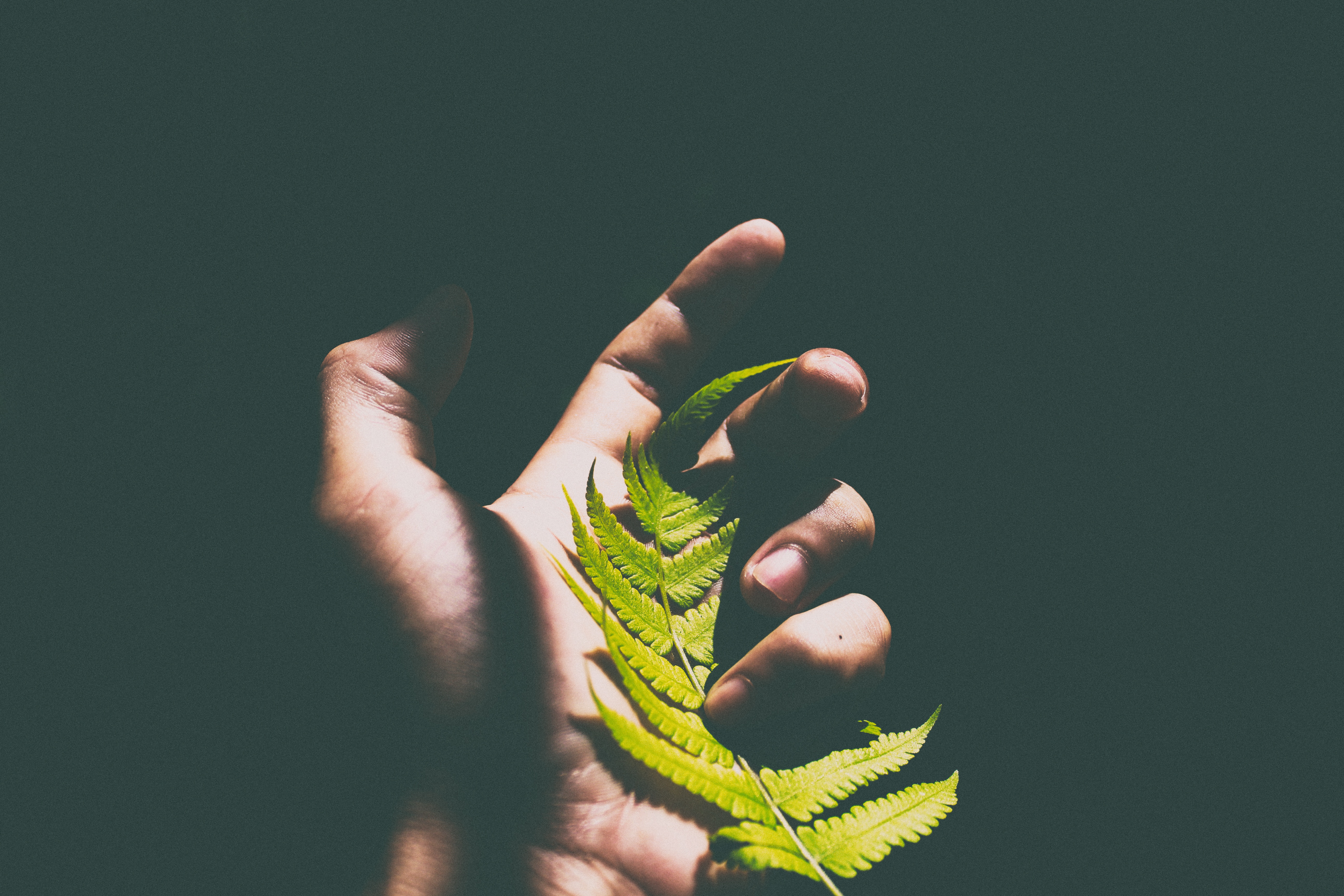 Hand holding a green fern leaf in sunlight HD Wallpaper