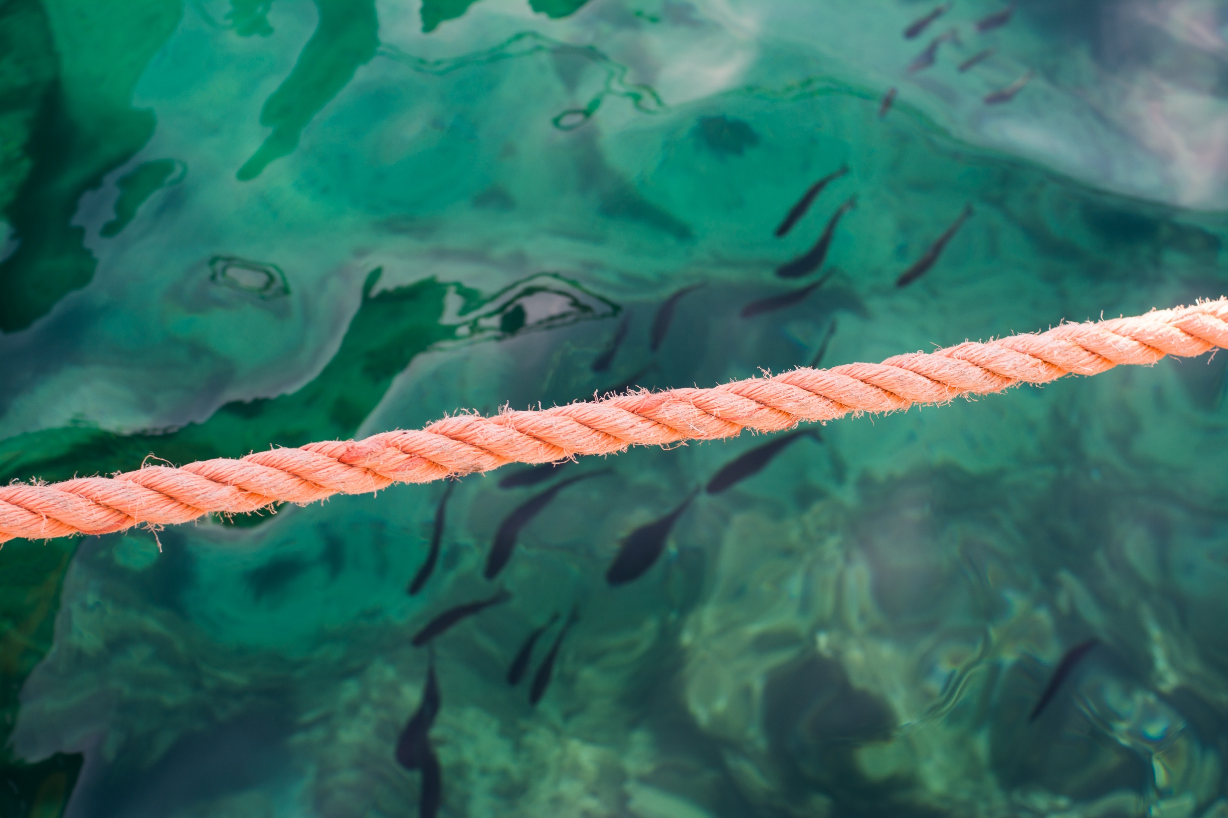 Fish swim in turquoise water near a rope in Giglio, Italy HD Wallpaper