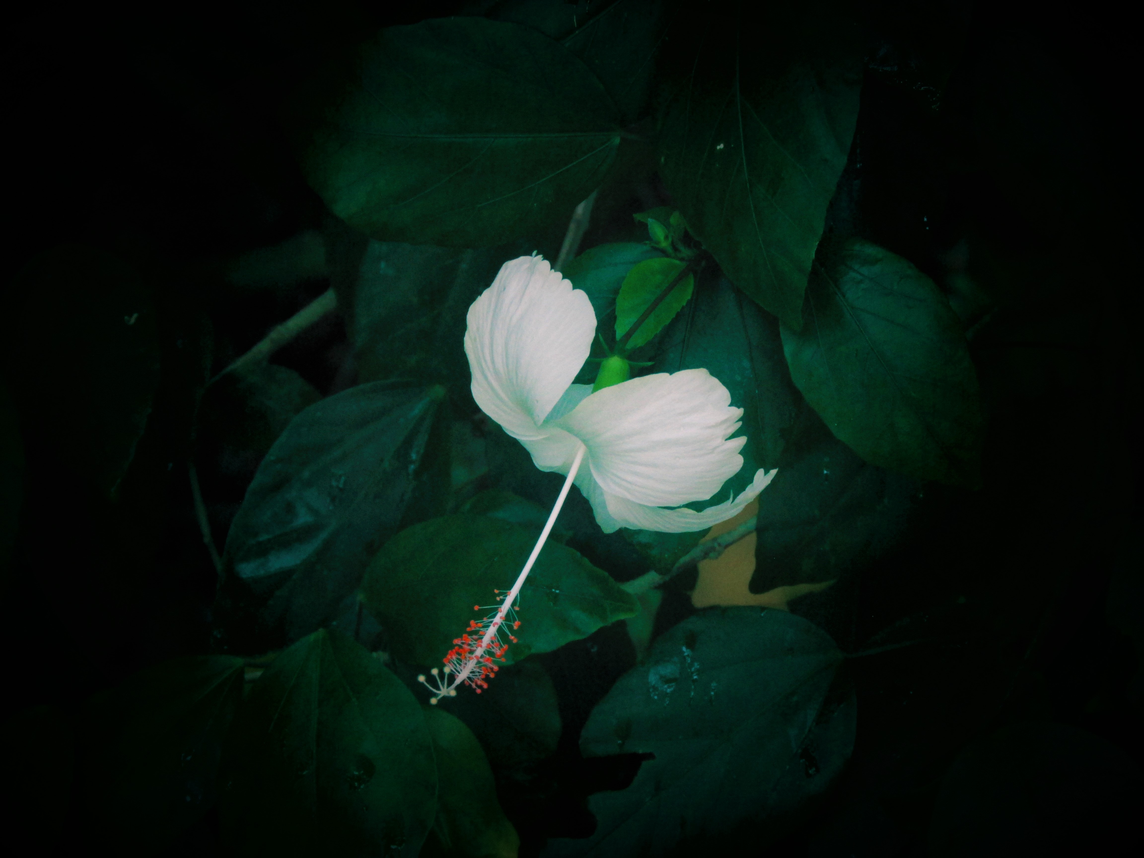 White hibiscus flower with red stamen among green leaves HD Wallpaper
