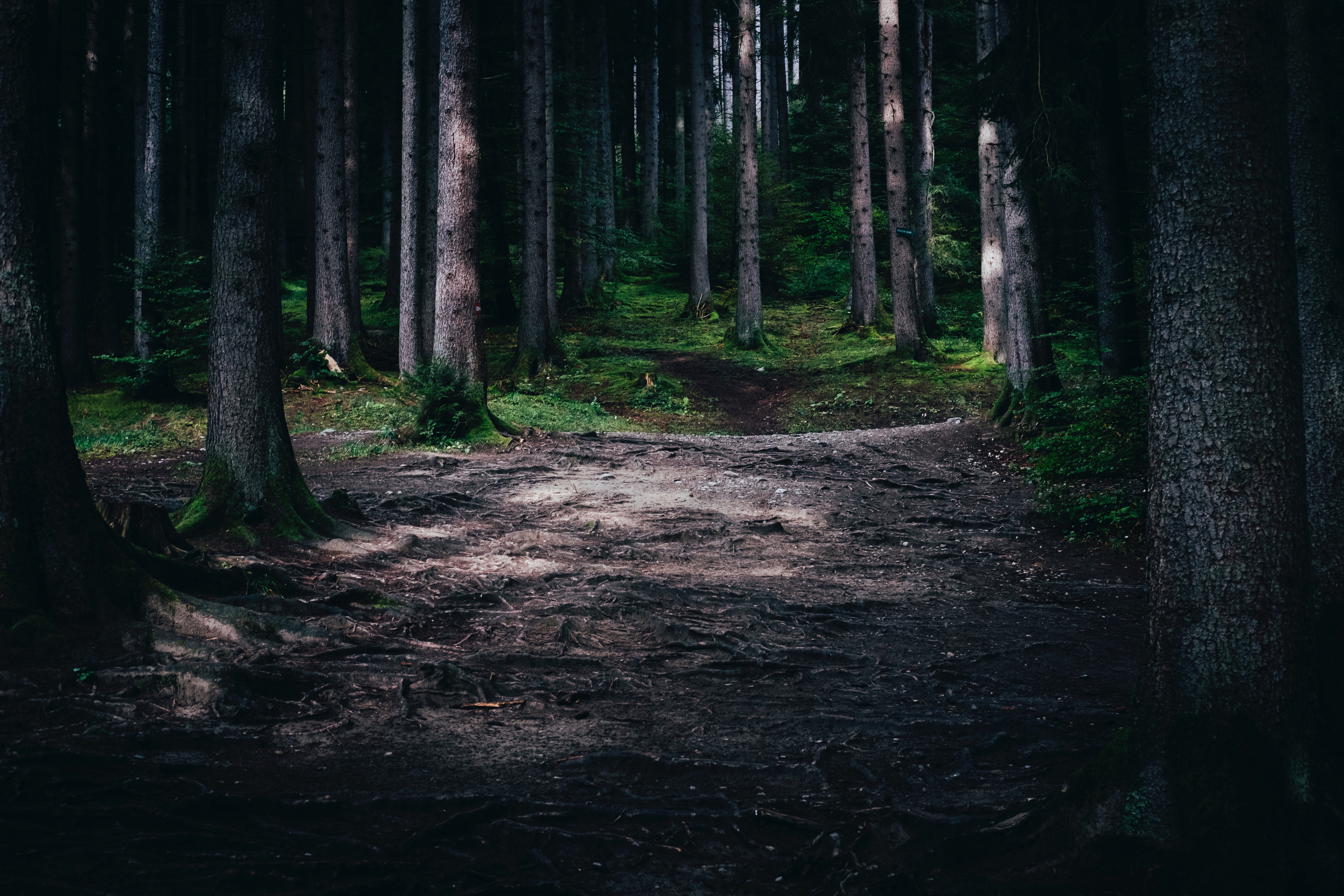 A path splits in a dark, sunlit forest HD Wallpaper