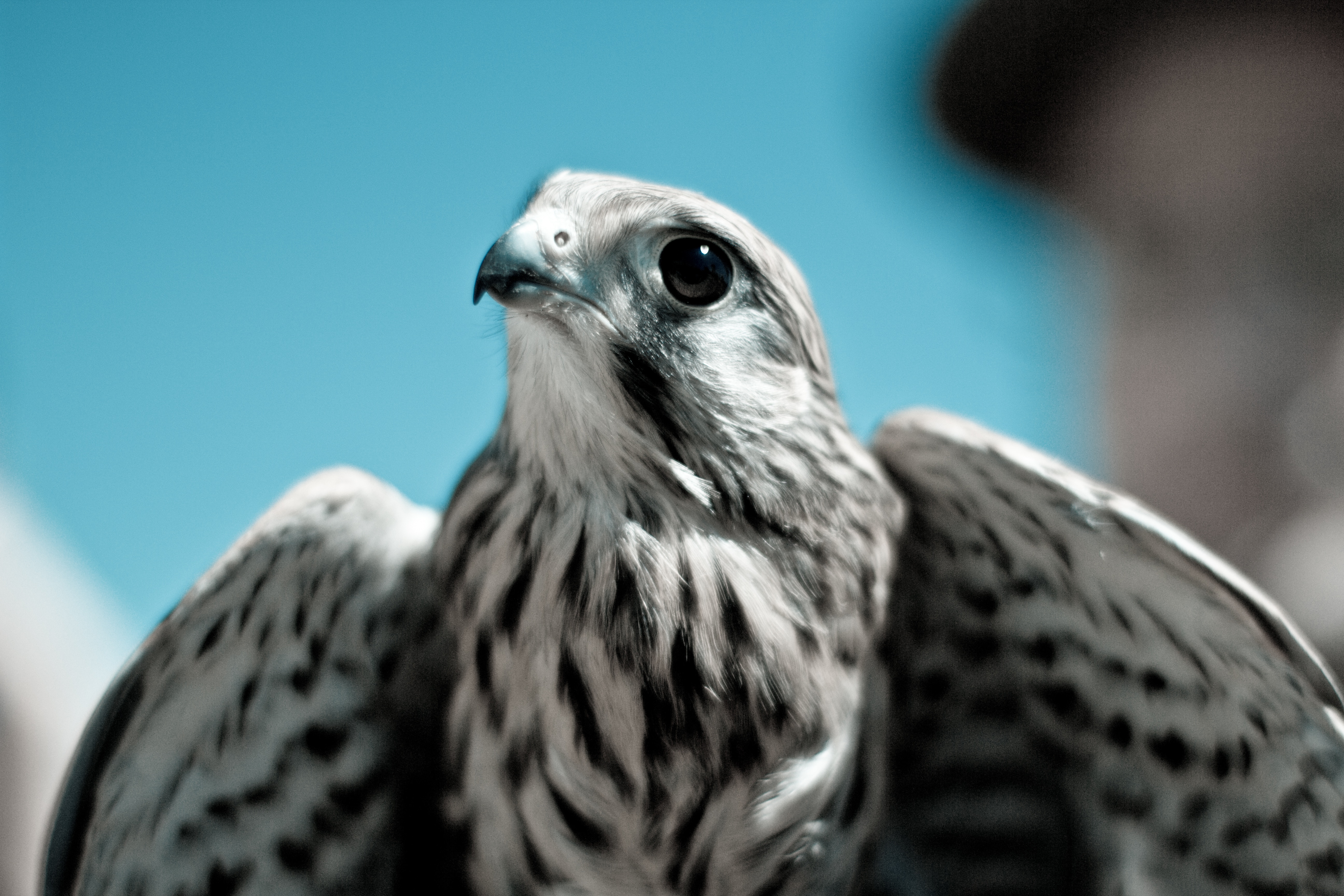 Close-up of a falcon with wings spread against a blue sky HD Wallpaper