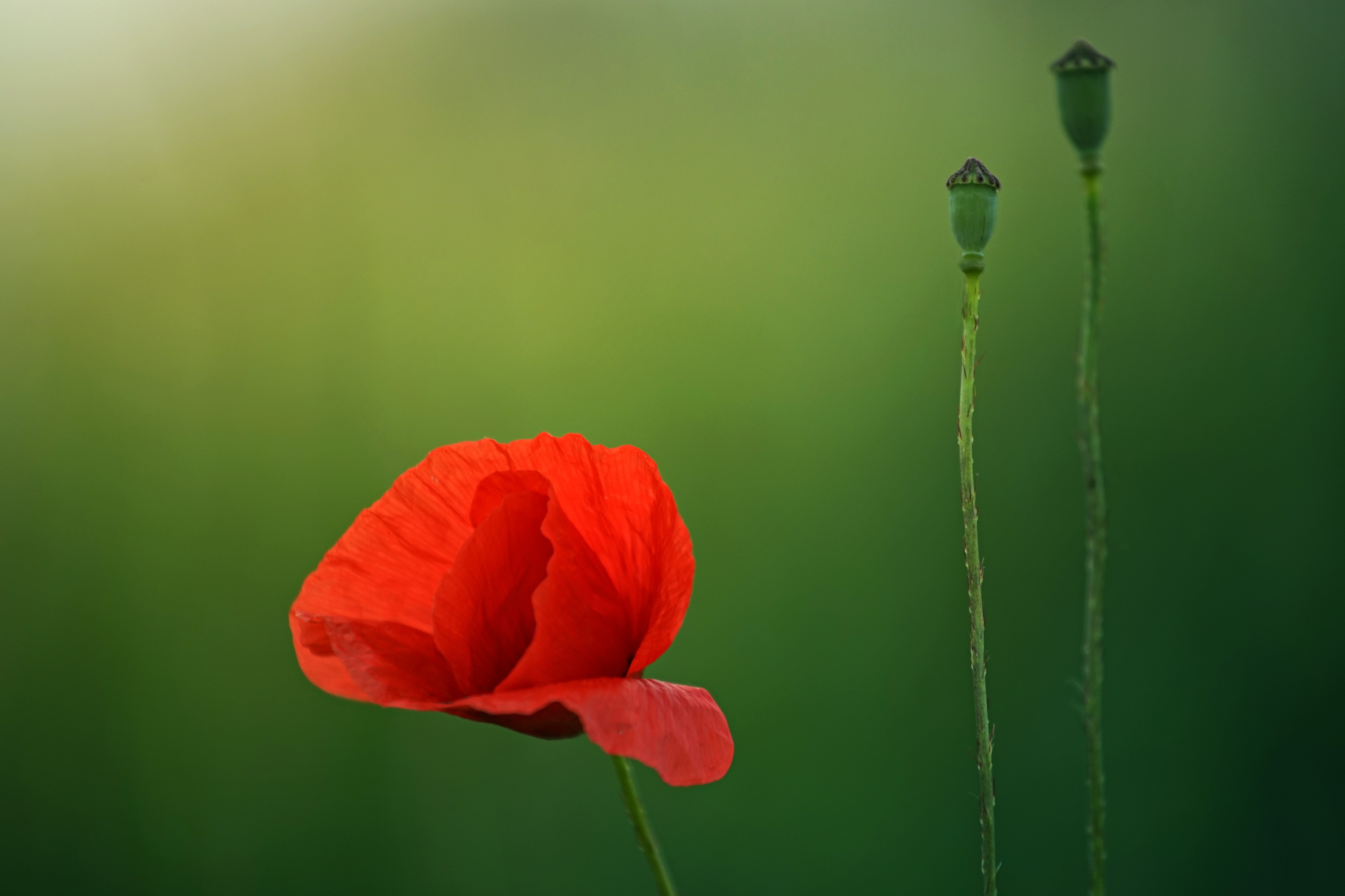 Red poppy flower and seed pods in green field HD Wallpaper