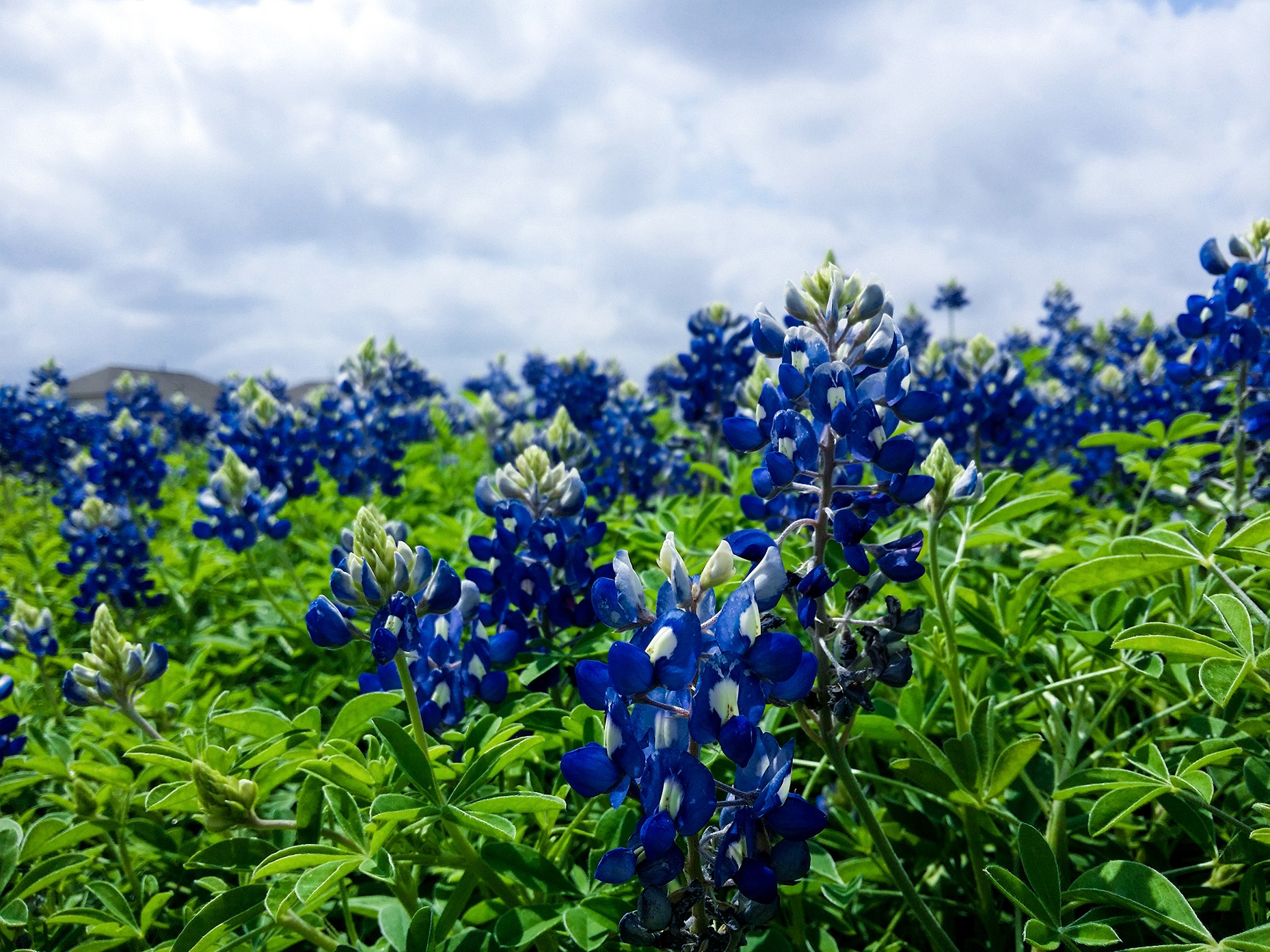 Field of bluebonnets under a cloudy sky HD Wallpaper