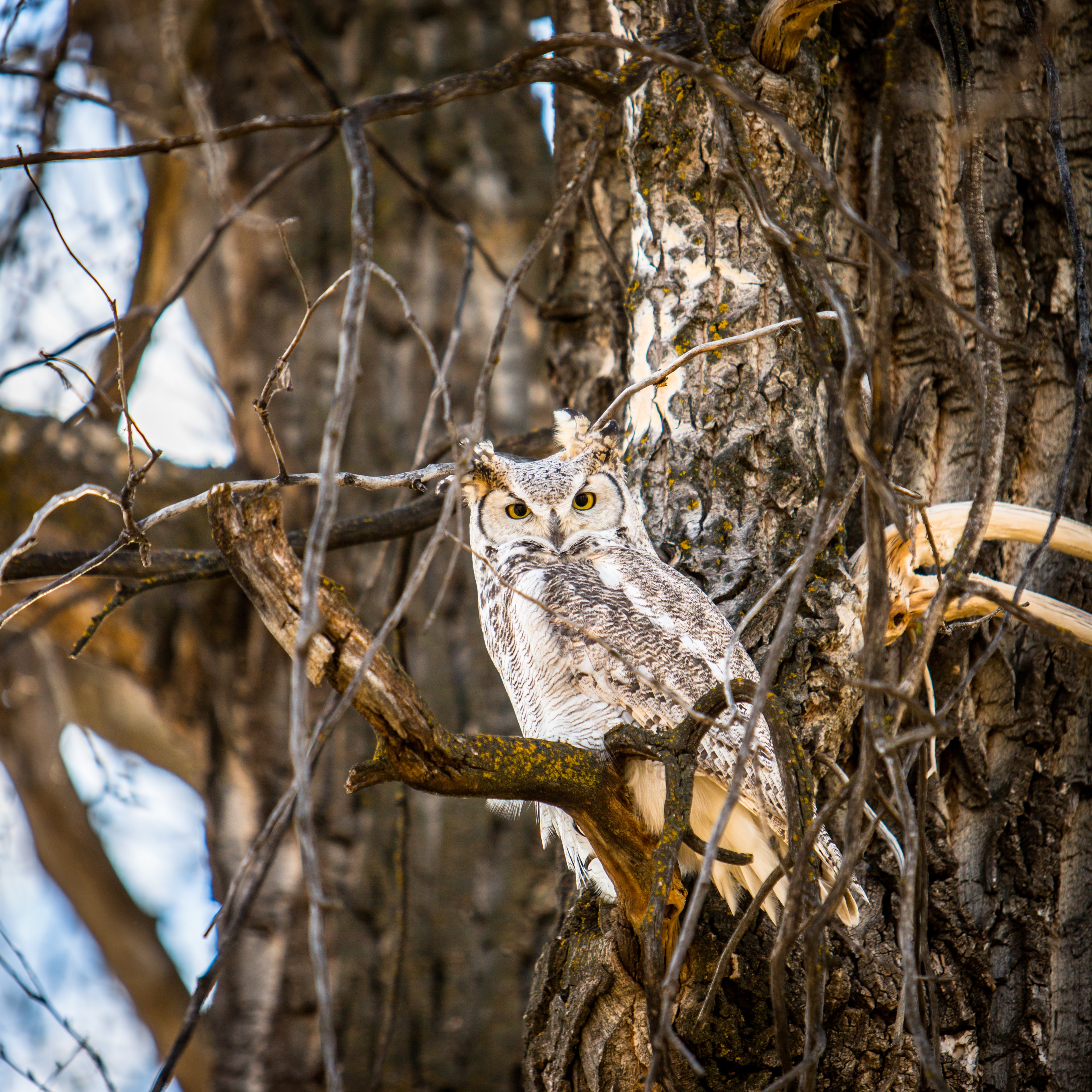 Great Horned Owl perched on a tree branch HD Wallpaper