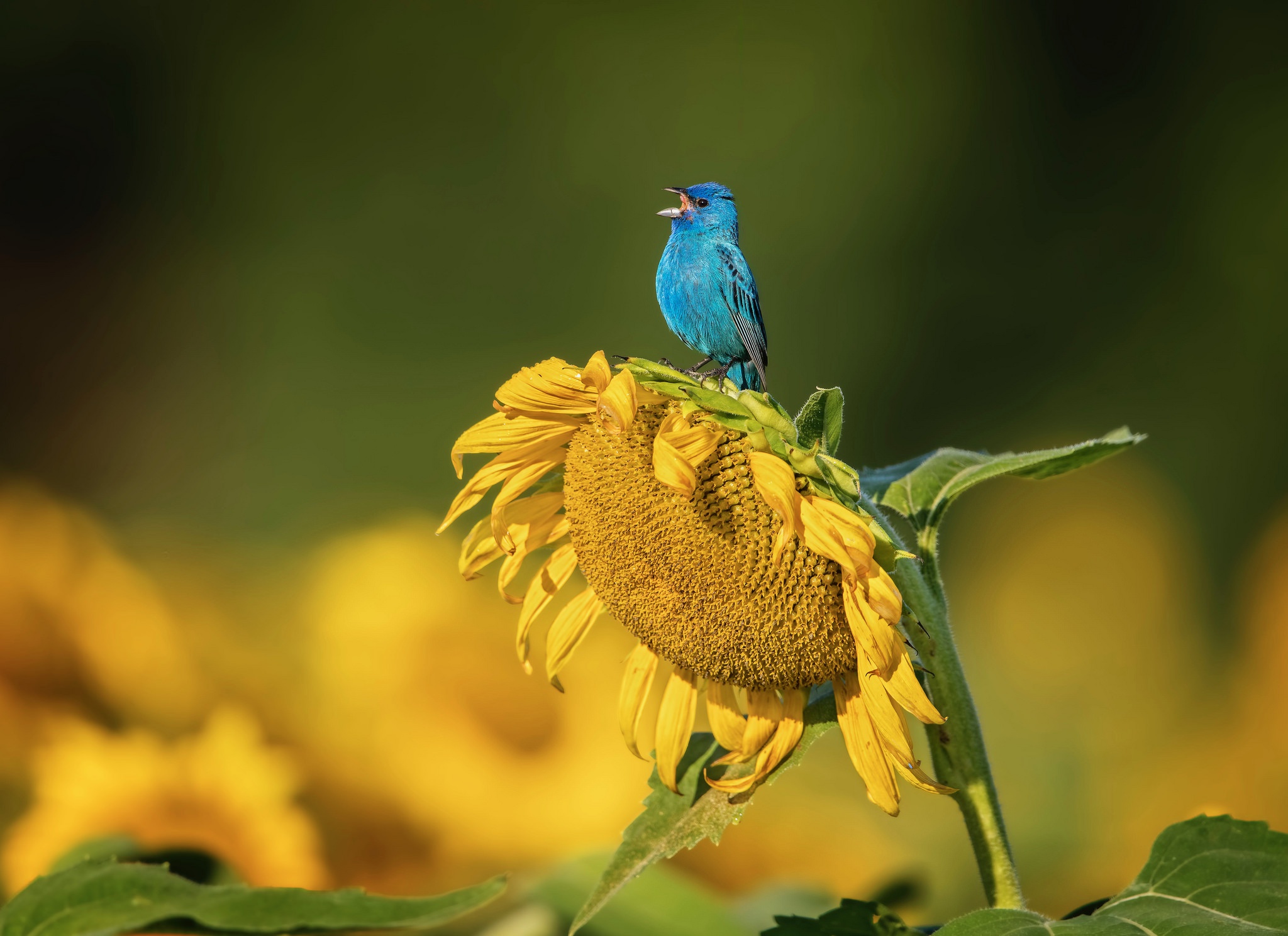 Bluebird singing on a sunflower HD Wallpaper