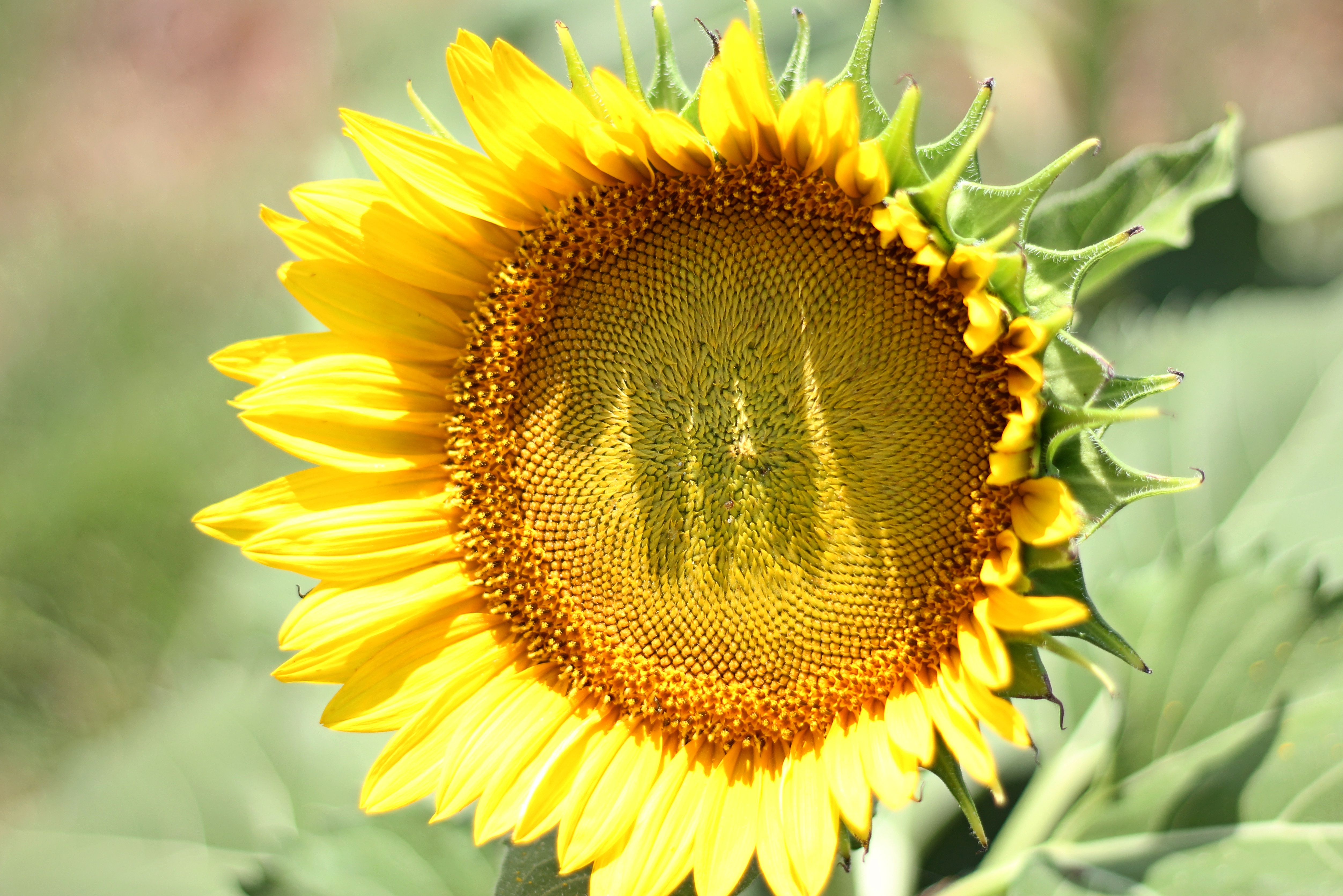Close-up of a sunflower with yellow petals and a brown center HD Wallpaper