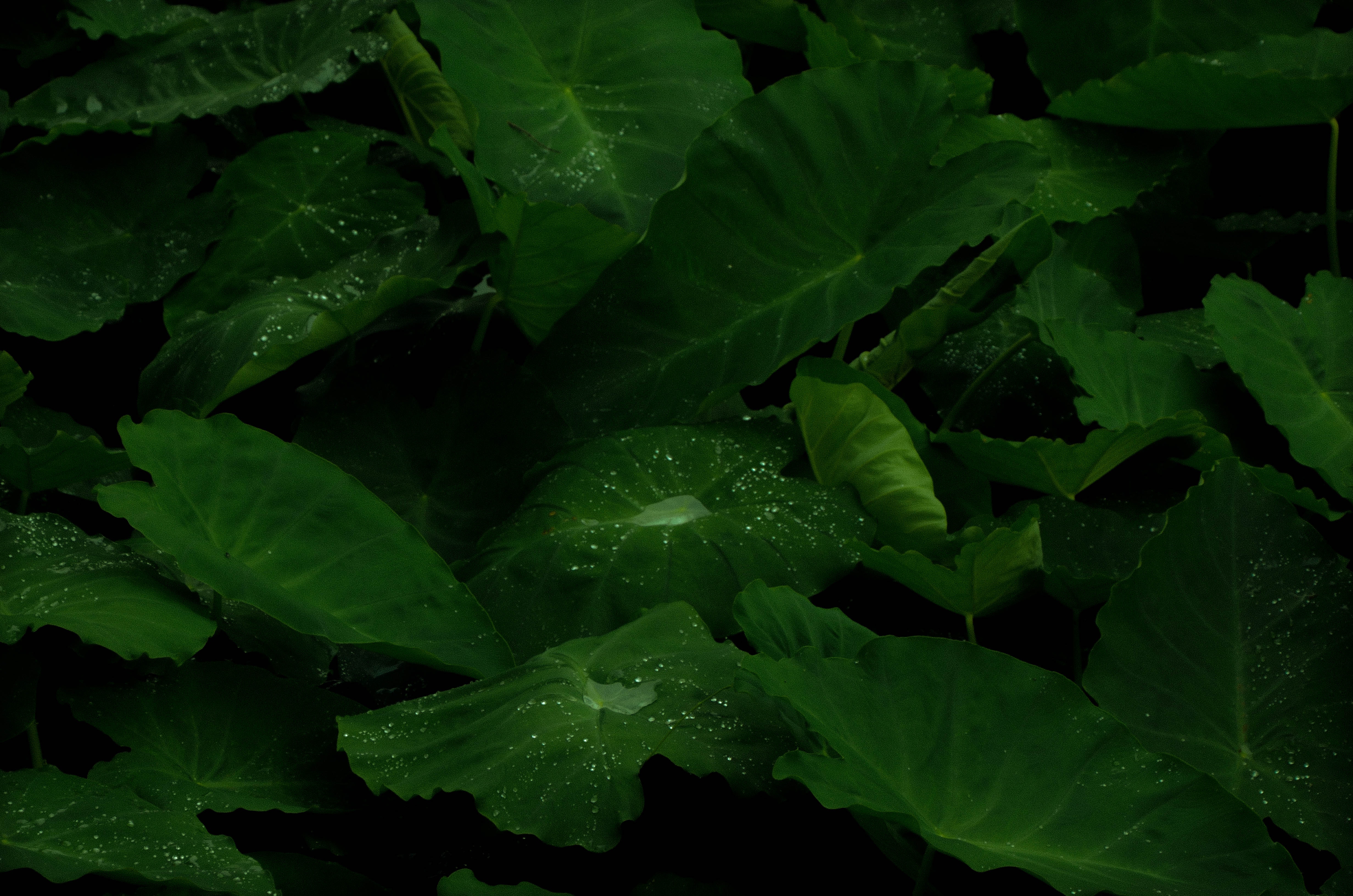 Dark green leaves with water droplets HD Wallpaper