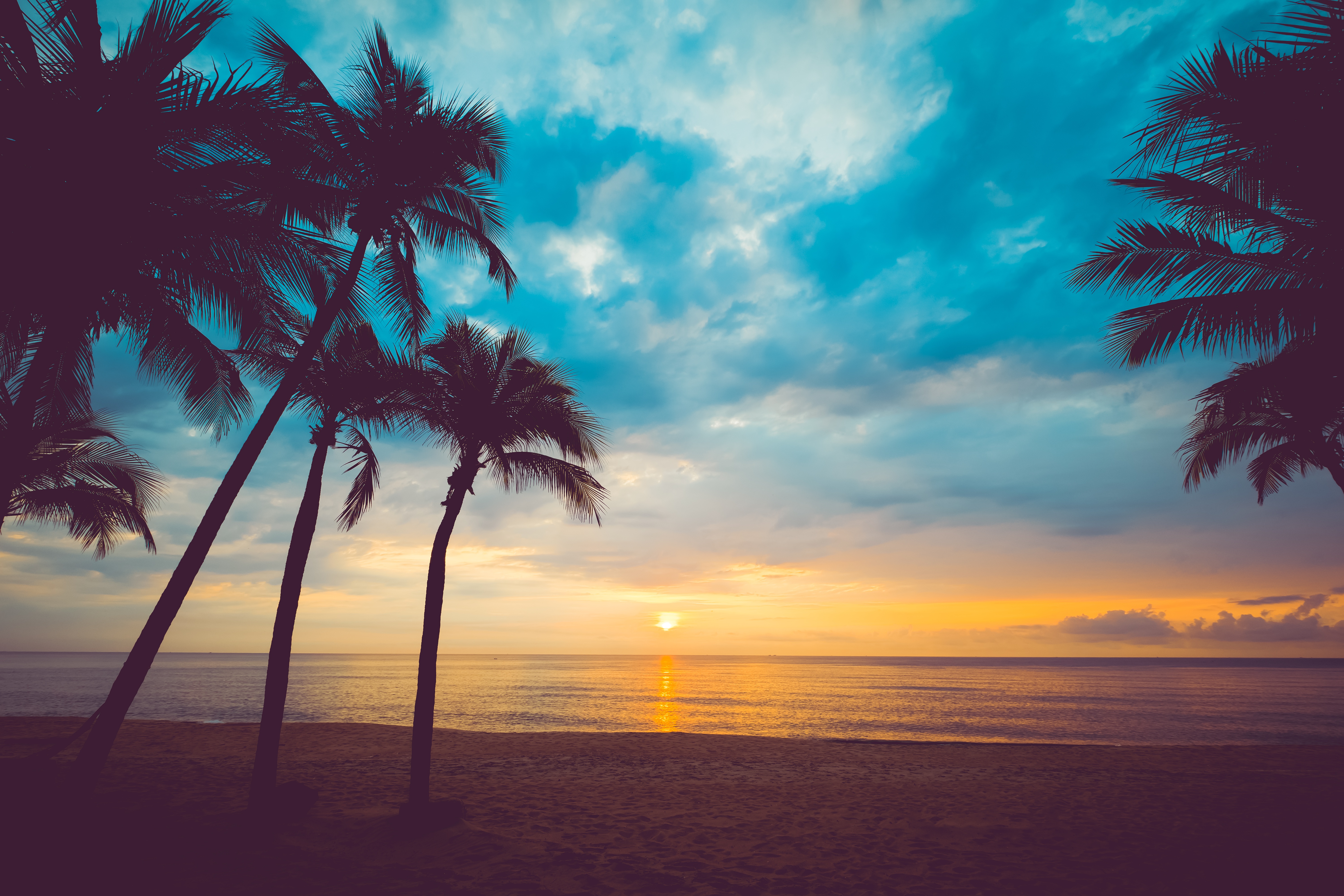 Palm trees silhouetted against a sunset over the ocean HD Wallpaper