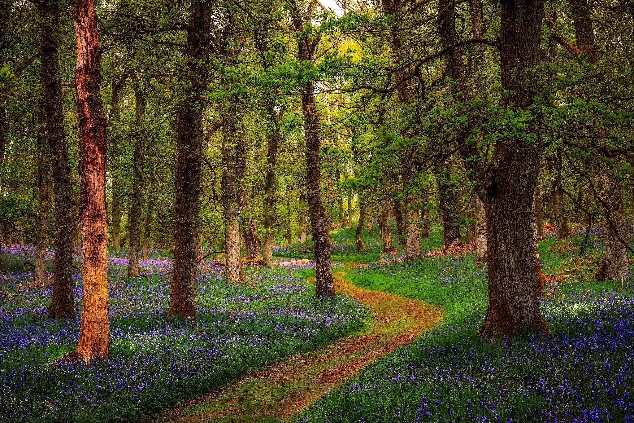 A winding path through a forest carpeted with bluebells HD Wallpaper