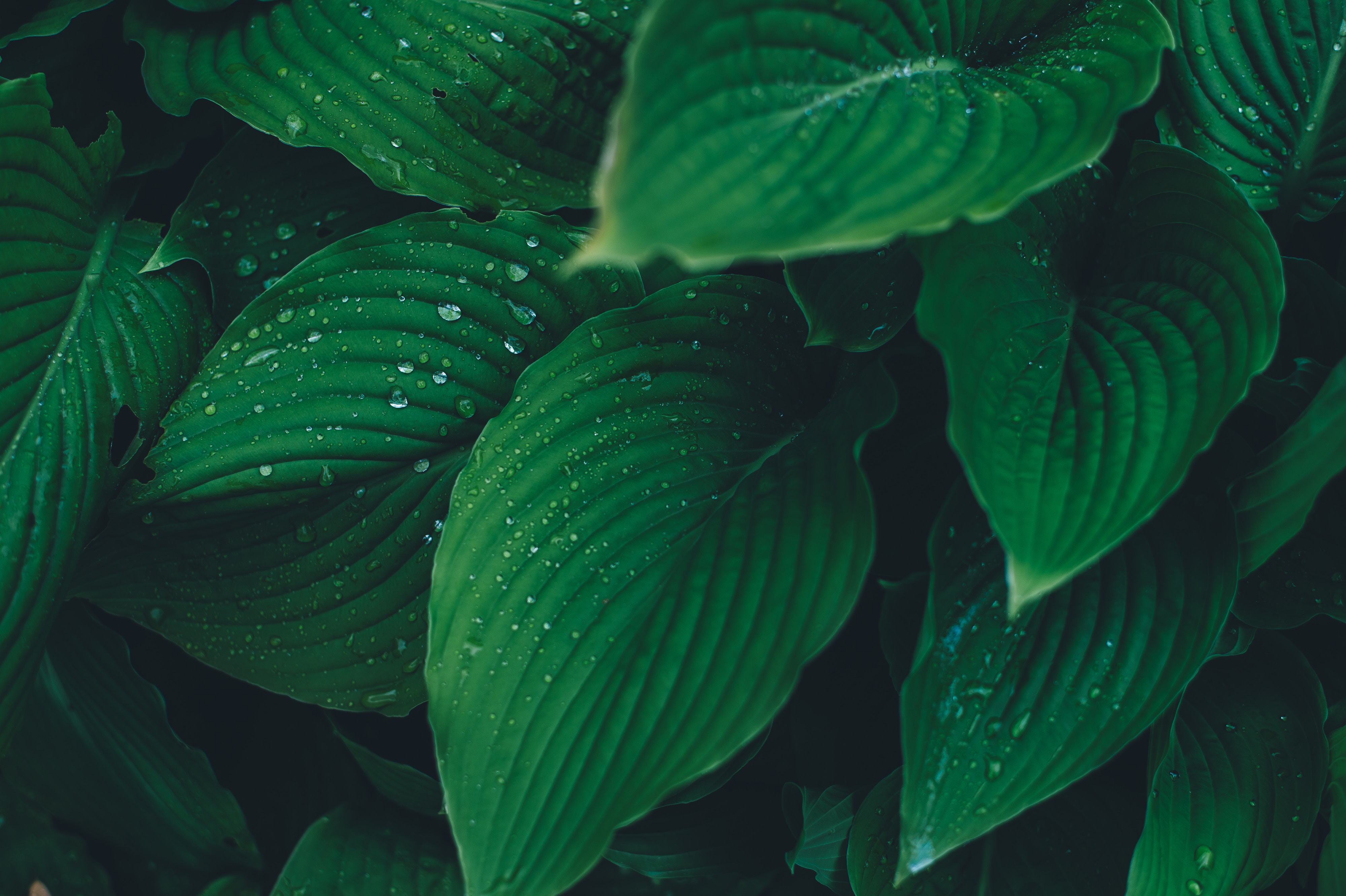 Close-up of green leaves with water droplets HD Wallpaper